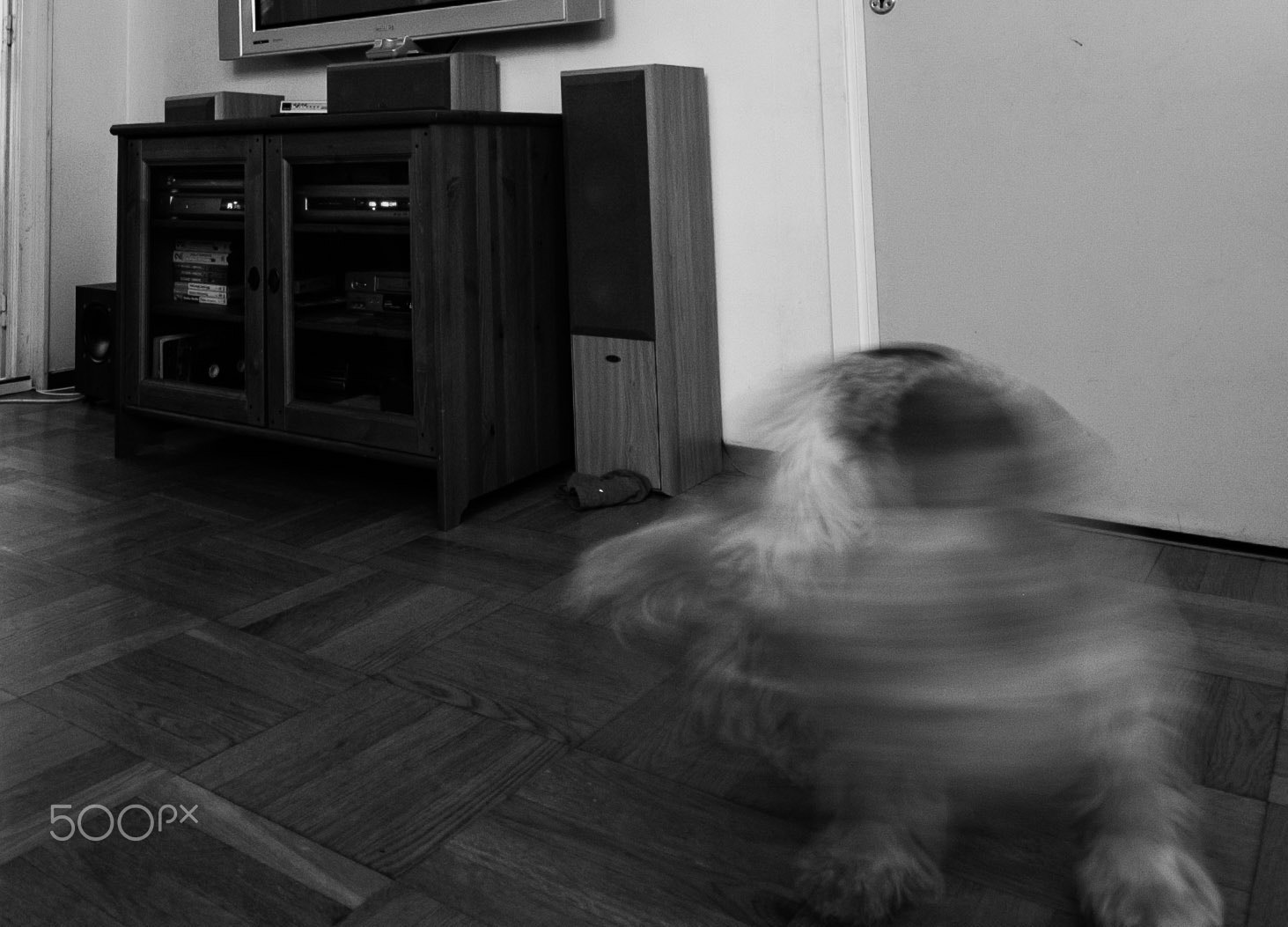 Nikon D40 sample photo. Ghost dog photography