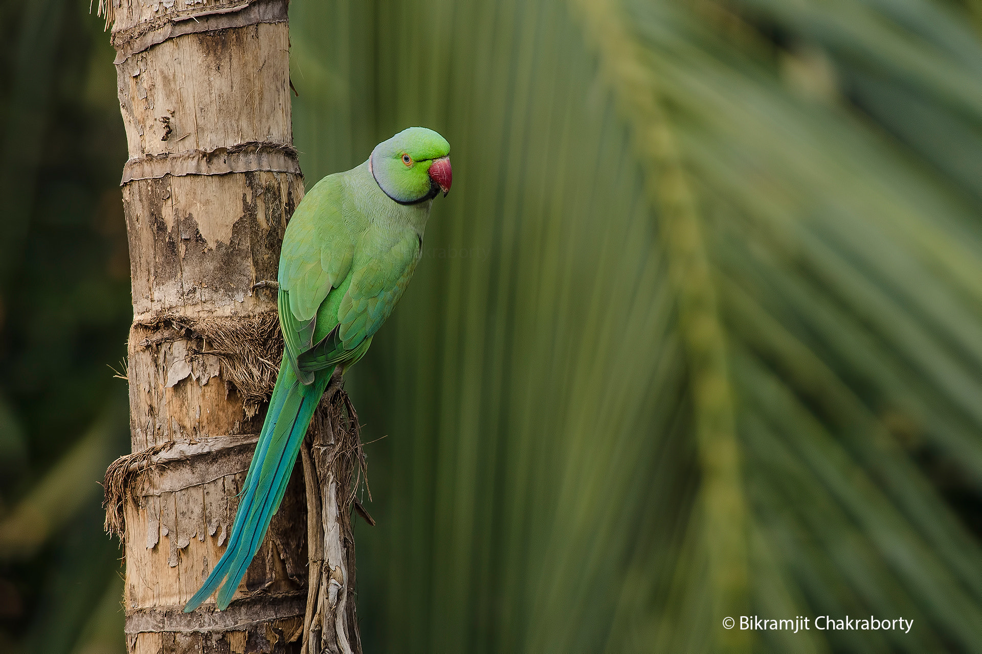 Nikon D7000 + Nikon AF-S Nikkor 300mm F4D ED-IF sample photo. Hanging beauty photography