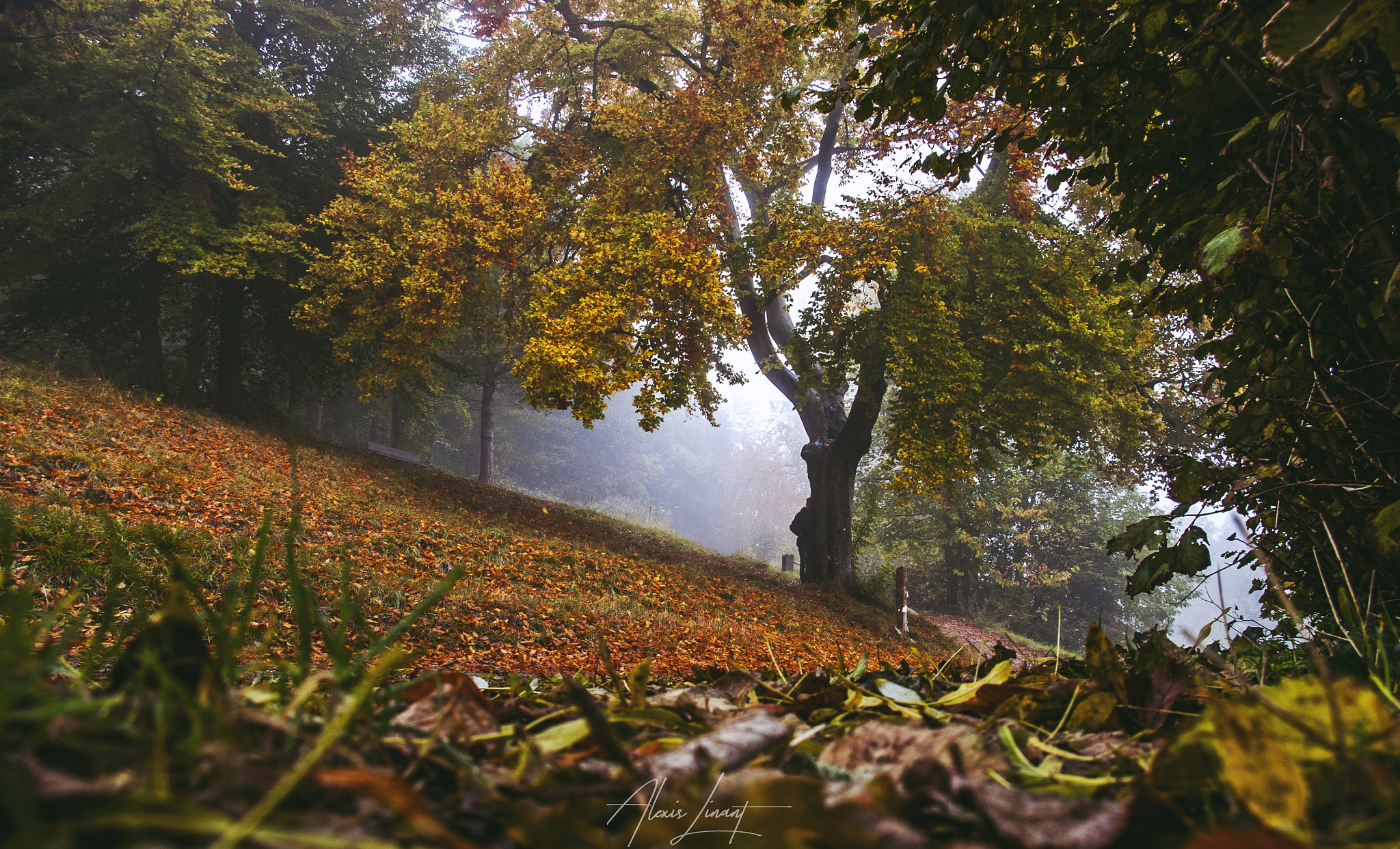 Pentax K110D sample photo. Autumn colors photography