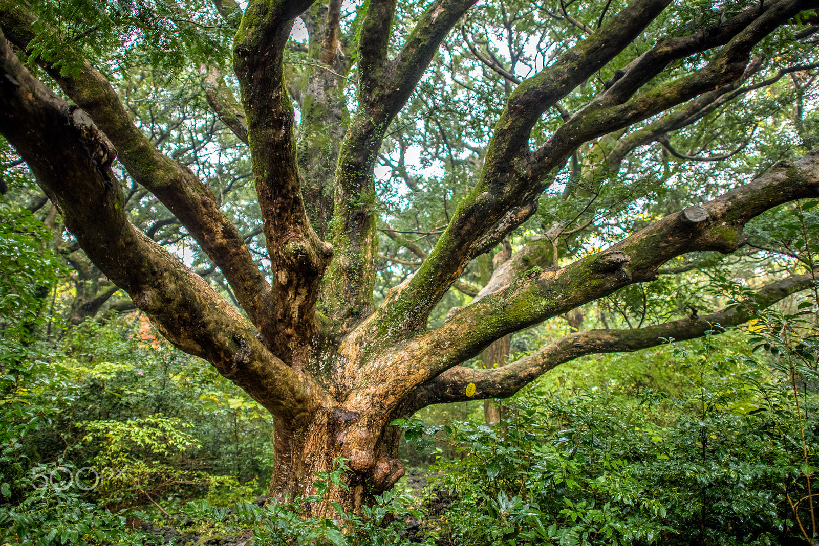 Nikon D810 + Nikon AF-S Nikkor 24mm F1.4G ED sample photo. A nutmeg tree photography