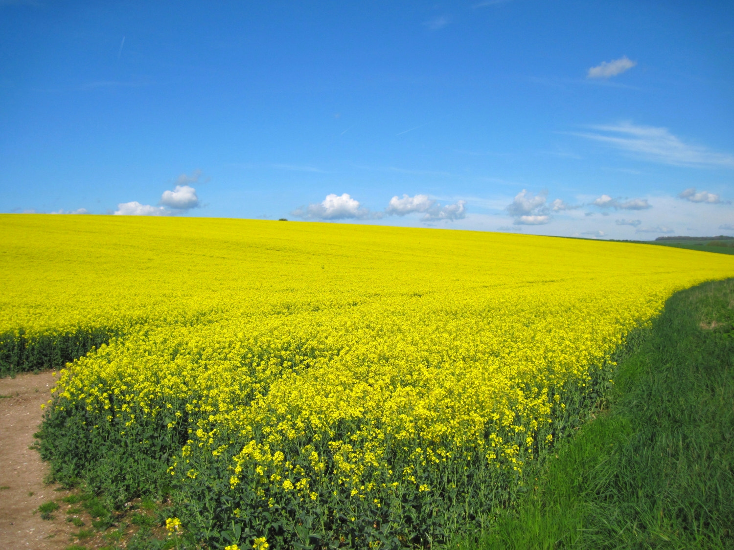 Canon PowerShot A1100 IS sample photo. Rapeseed 1 photography