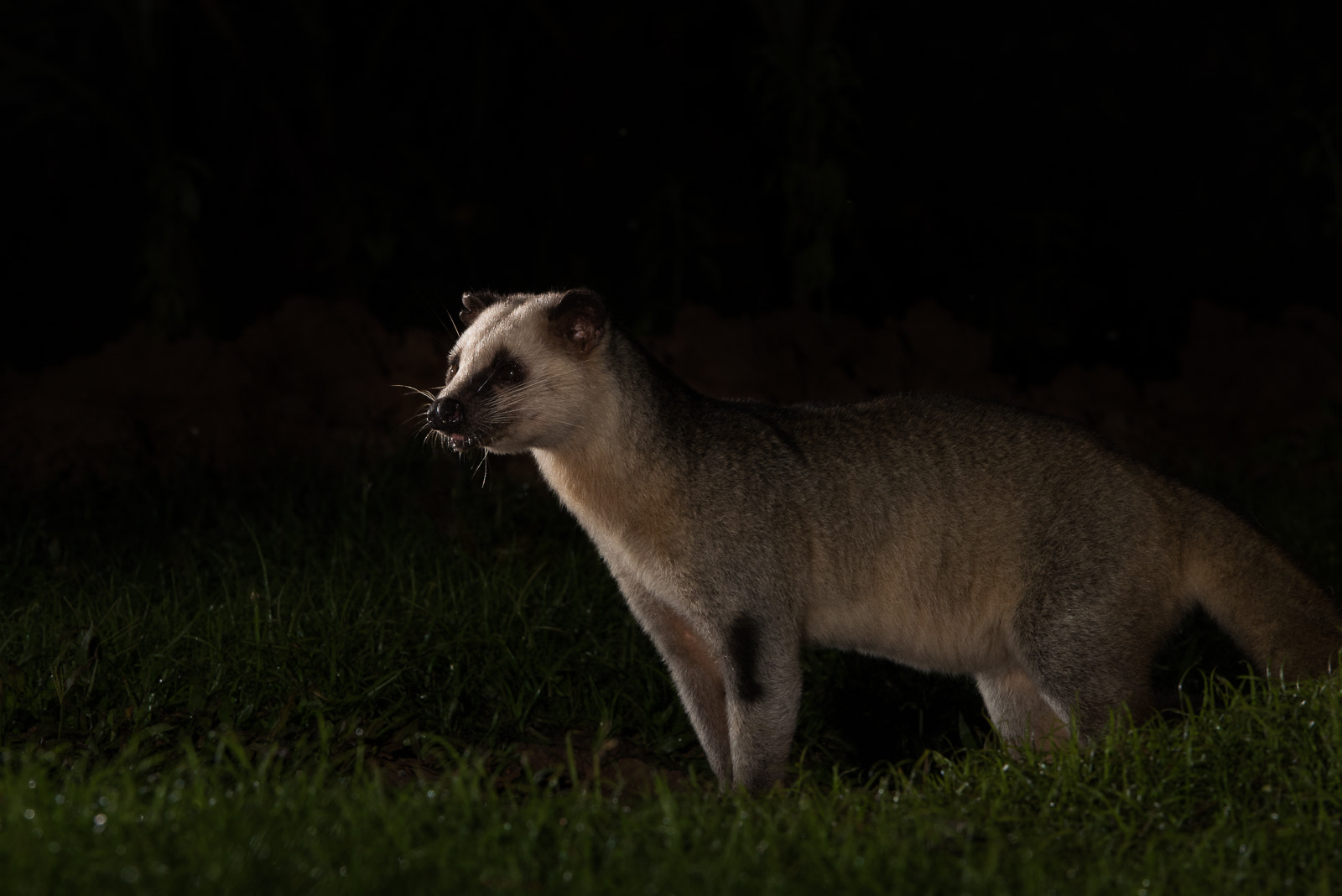 Nikon D810 + Nikon AF-S Nikkor 200-400mm F4G ED-IF VR sample photo. Masked palm civet photography