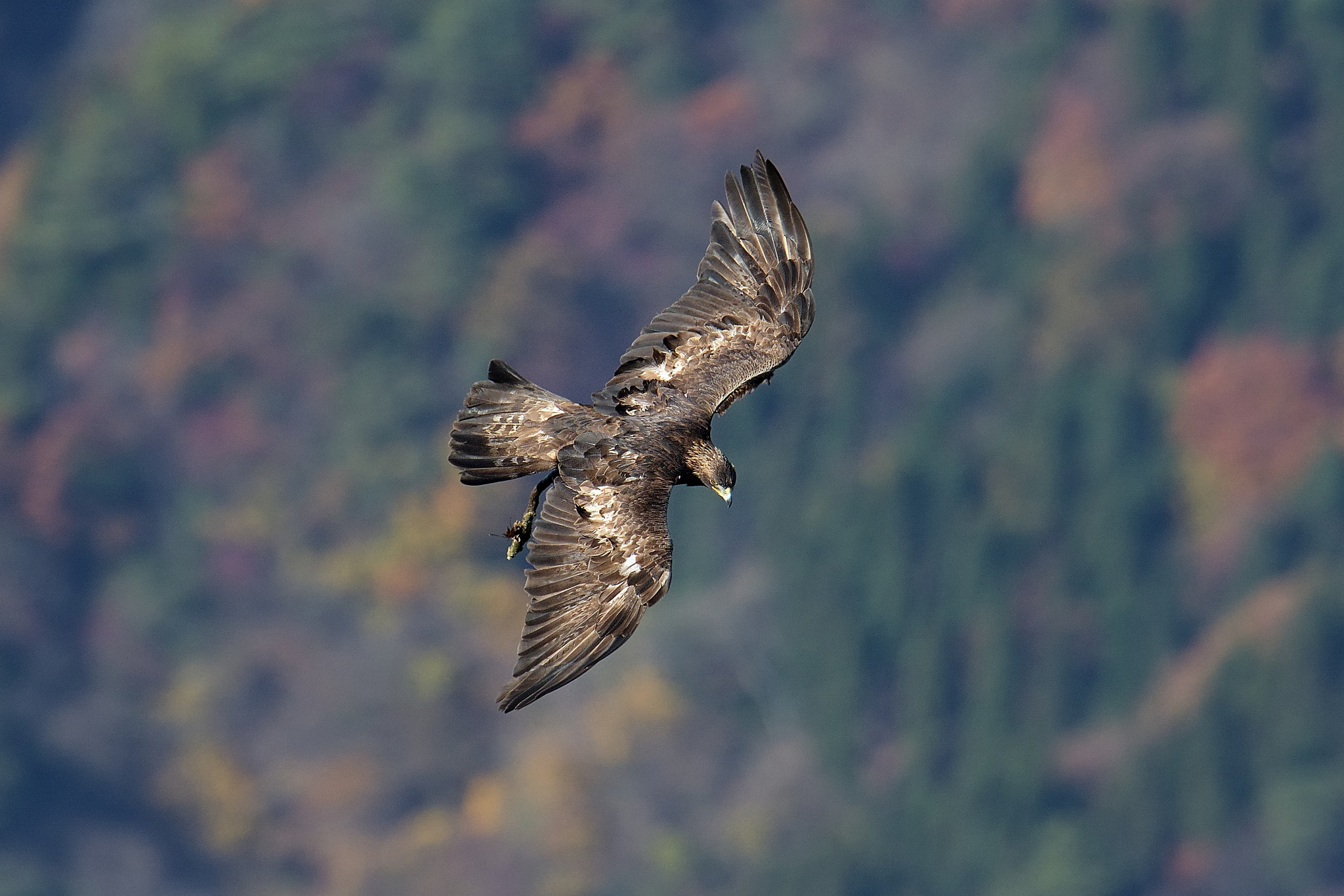 Nikon D500 + Nikon AF-S Nikkor 600mm F4G ED VR sample photo. Golden eagle photography