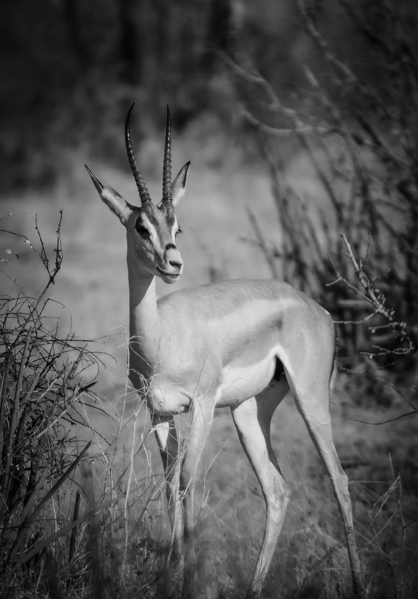 Canon EOS 70D sample photo. Grant's gazelle portrait photography