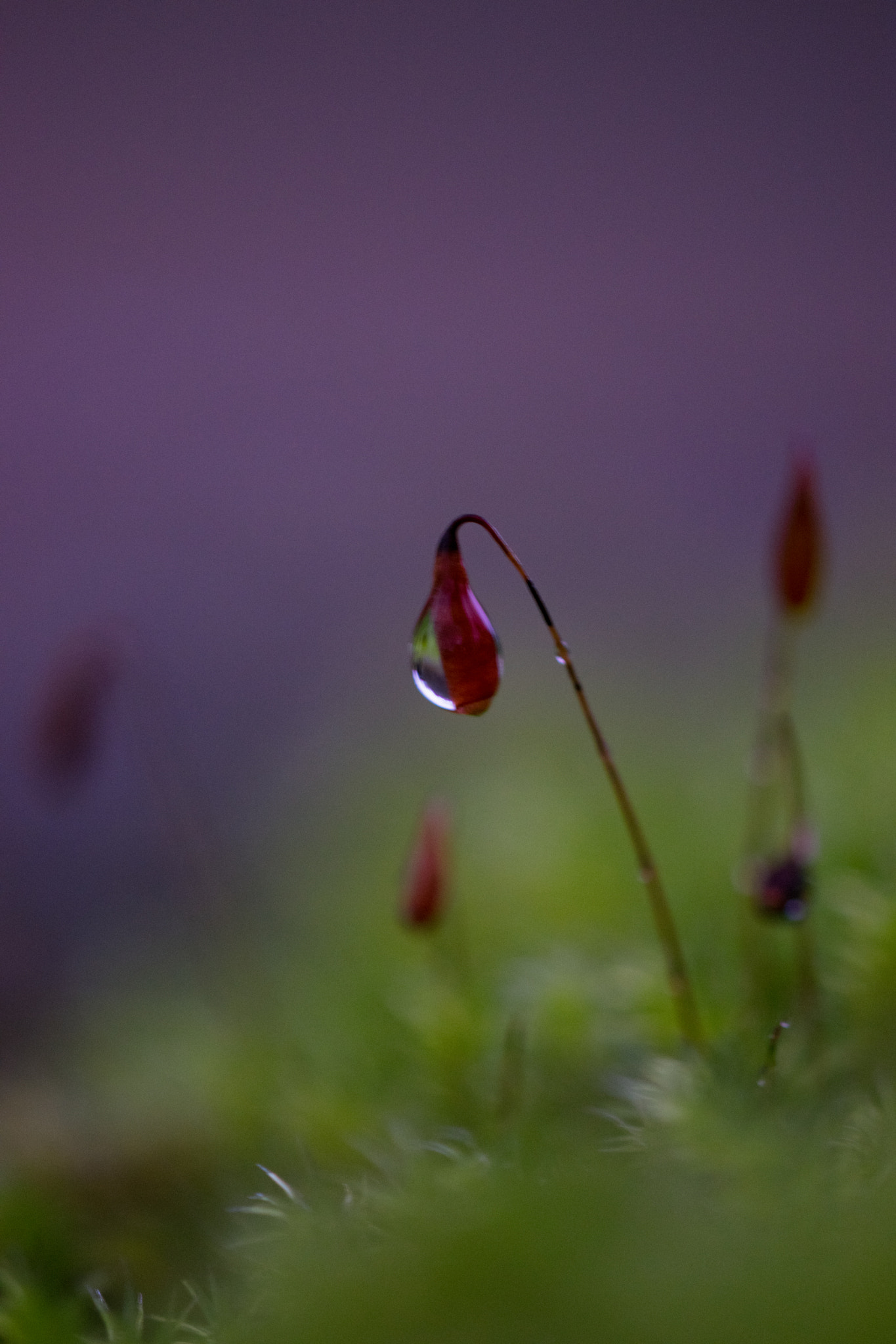 Nikon AF-S DX Micro-Nikkor 85mm F3.5G ED VR sample photo