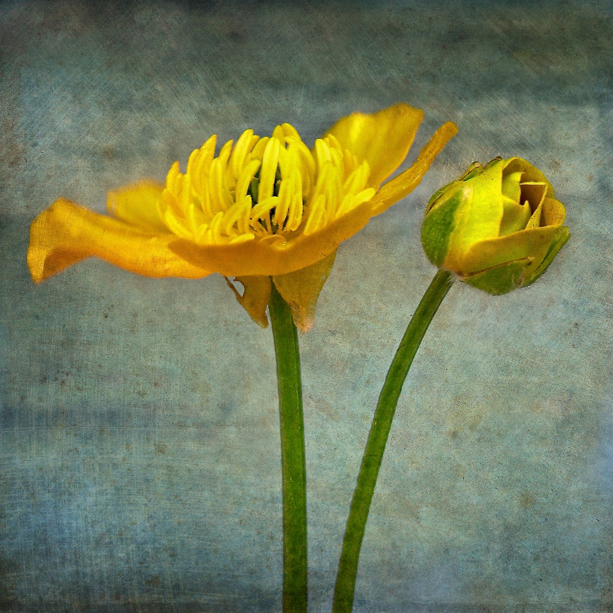 Ricoh Caplio R6 sample photo. Buttercup photography