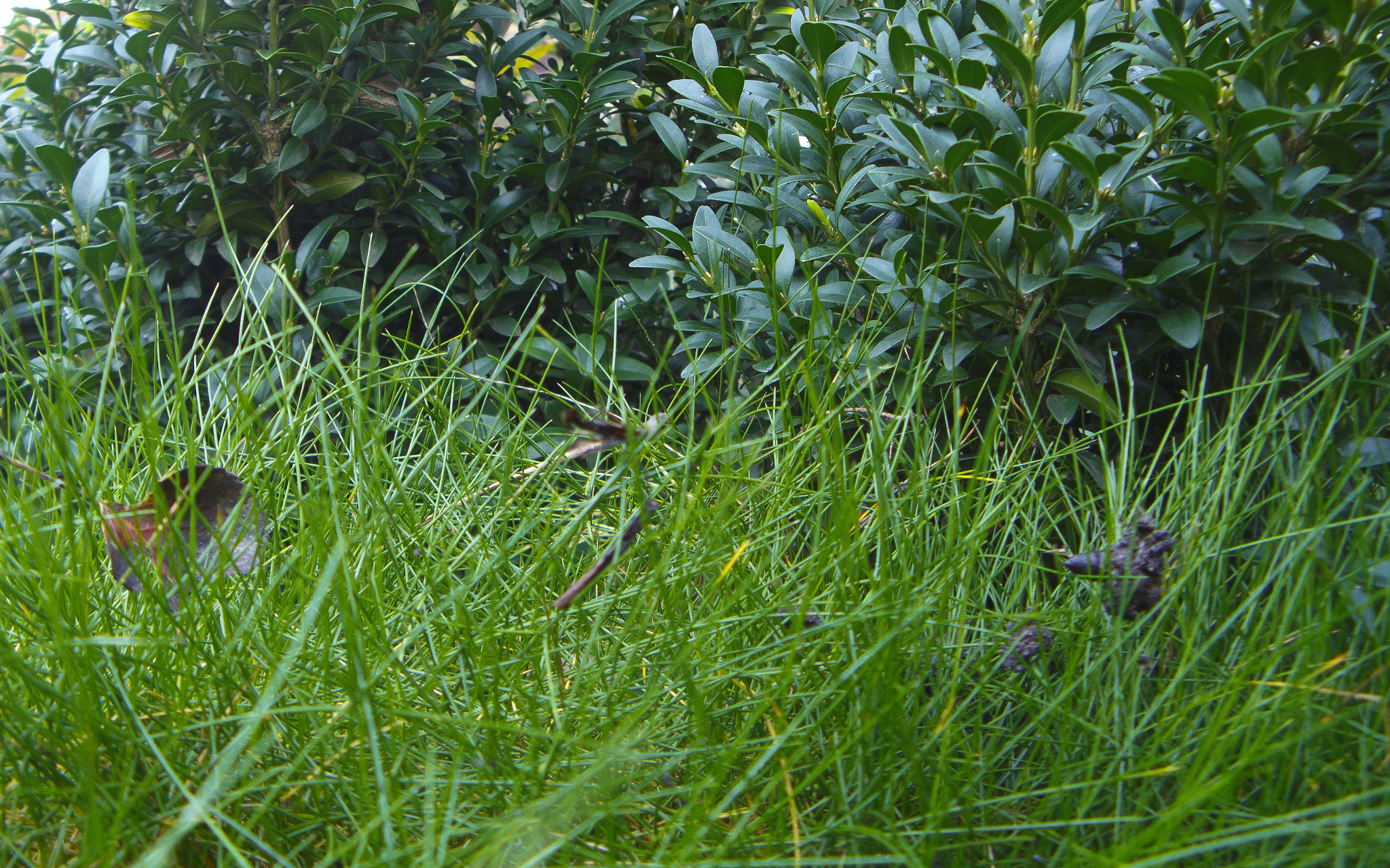 Canon POWERSHOT A720 IS sample photo. Green only photography