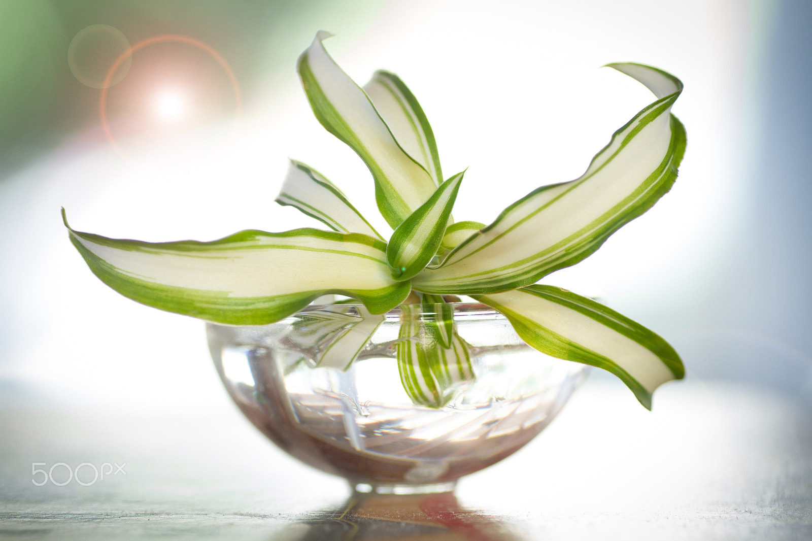 Tamron SP AF 90mm F2.8 Di Macro sample photo. Macro spider plant photography