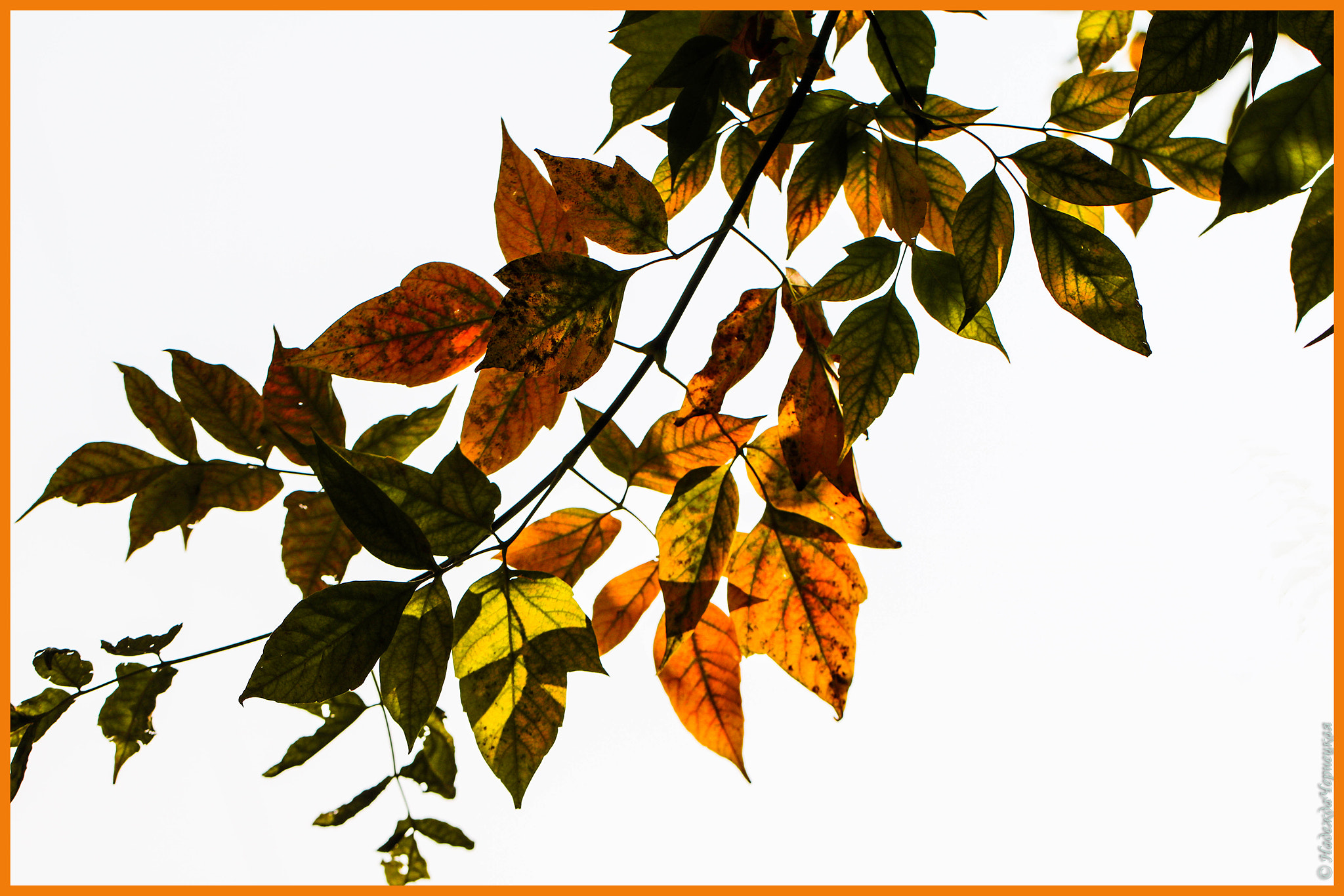 Canon EF 100mm F2.8L Macro IS USM sample photo. Осенняя ветка. autumn leaves photography