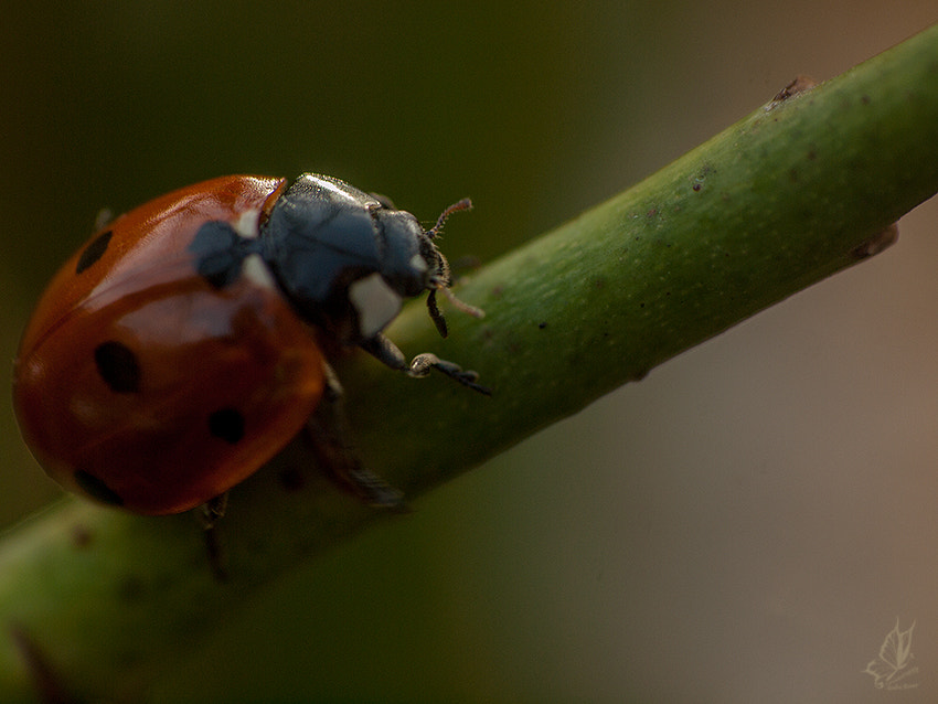 Sigma 55-200mm F4-5.6 DC sample photo. Little bug photography