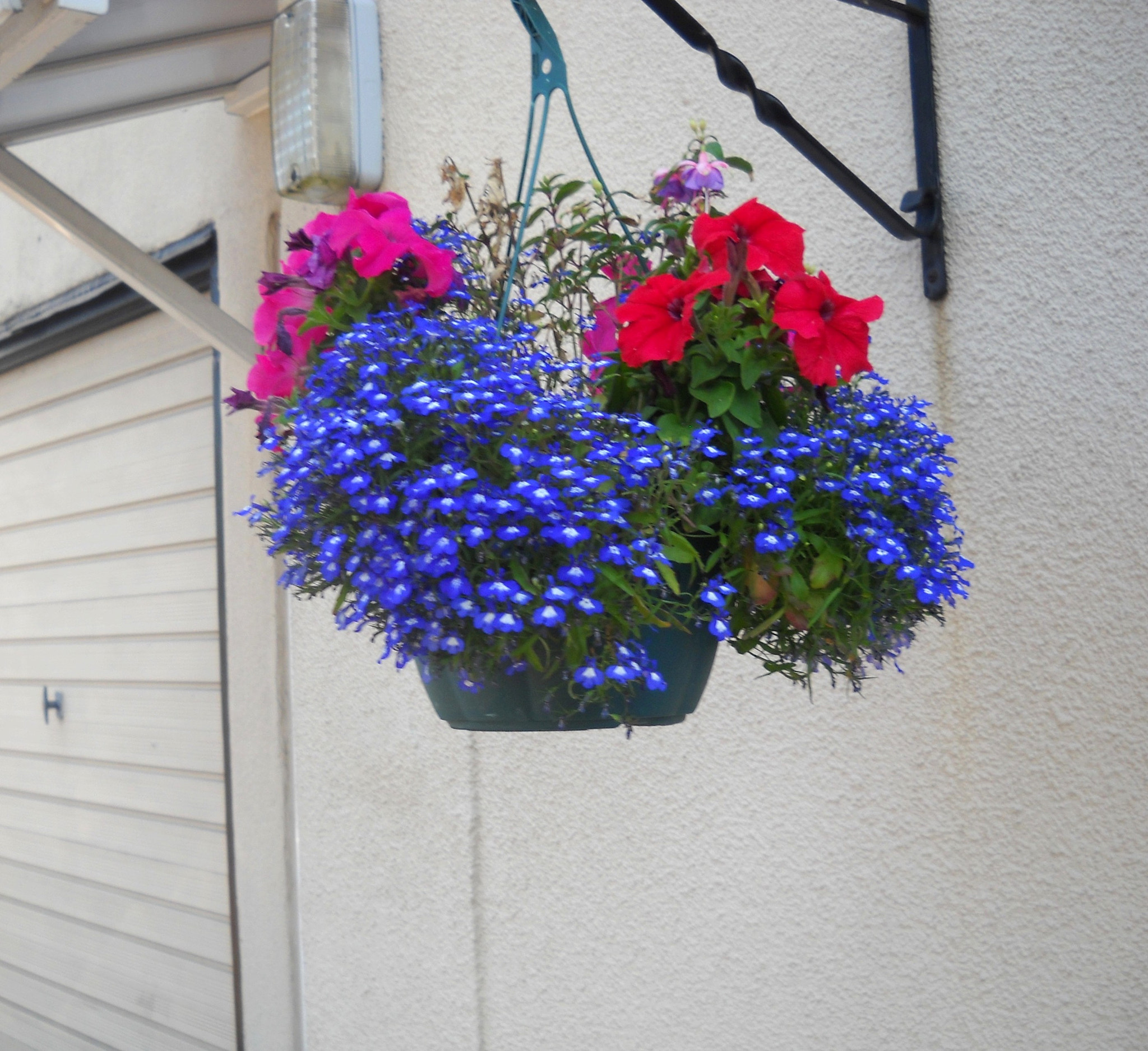 Nikon Coolpix L20 sample photo. Red over blue flowers photography