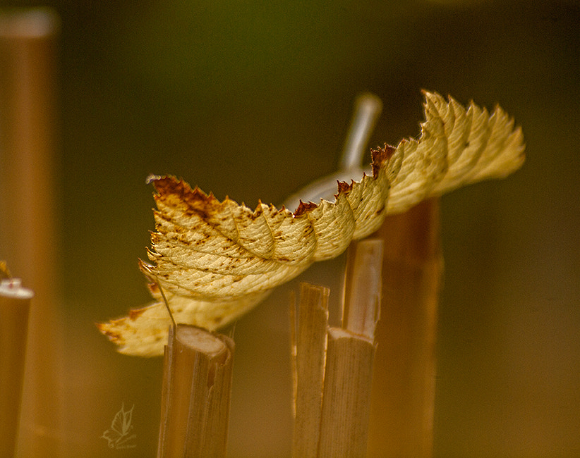 Olympus E-620 (EVOLT E-620) sample photo. Leaf photography