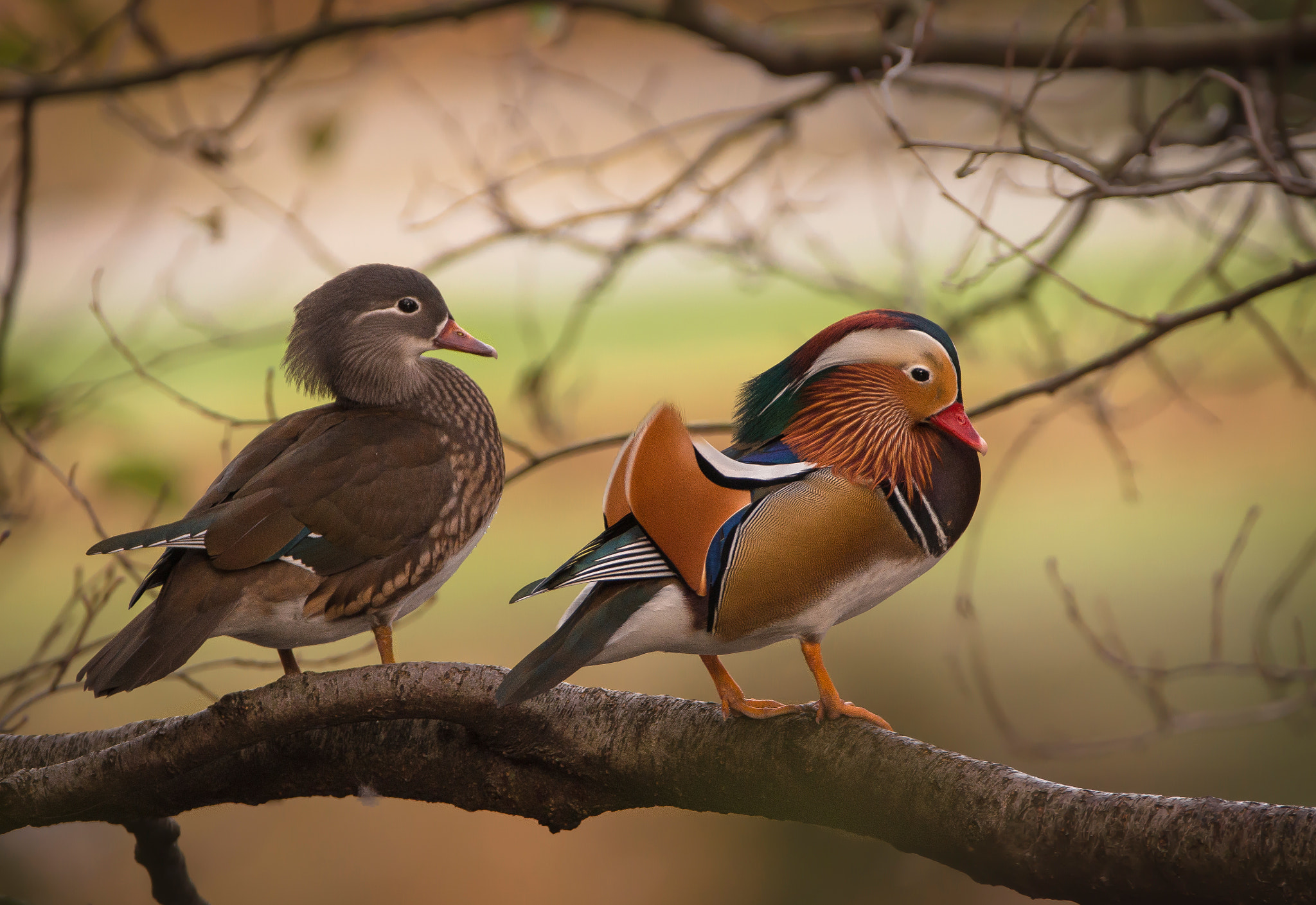 Sigma 150-600mm F5-6.3 DG OS HSM | C sample photo. Mandarin ducks photography