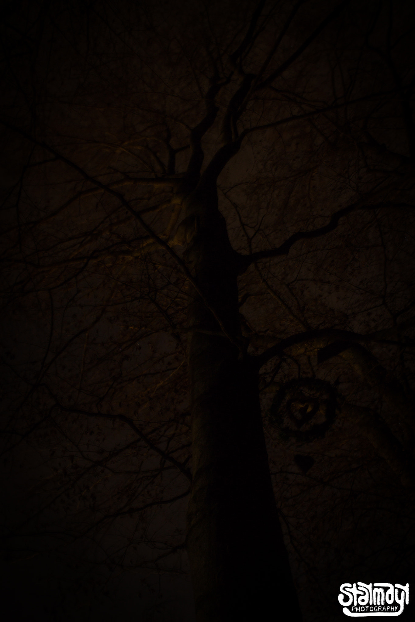 Canon EOS 650D (EOS Rebel T4i / EOS Kiss X6i) sample photo. Ghostly tree #1 photography
