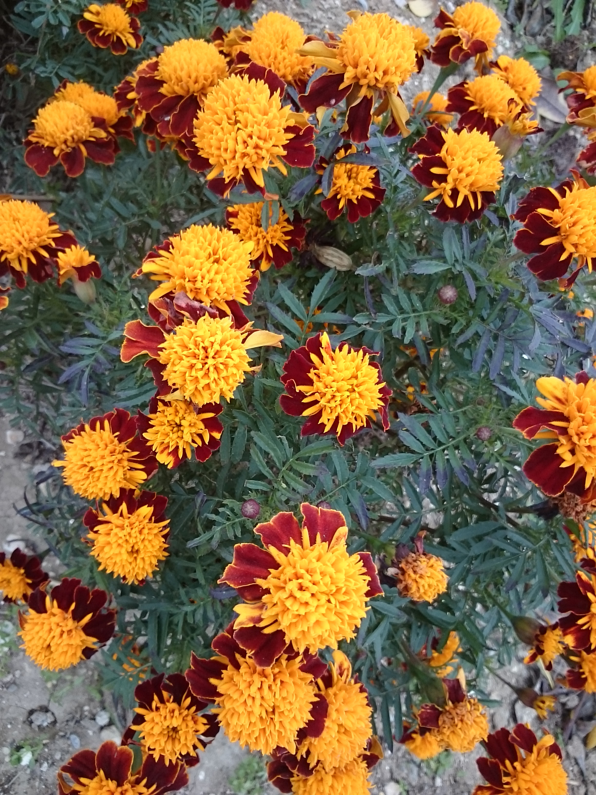 Sony Xperia Z Ultra sample photo. Flower  photography