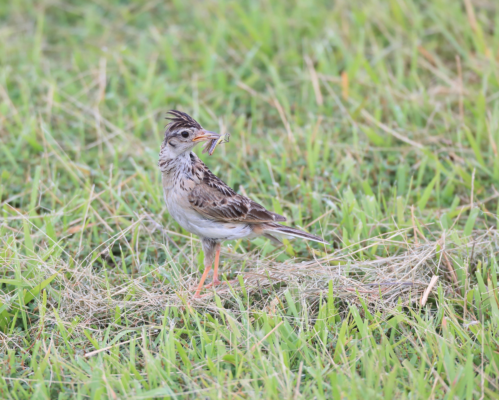 Canon EOS-1D X + Canon EF 800mm F5.6L IS USM sample photo. ヒバリ 給餌− photography