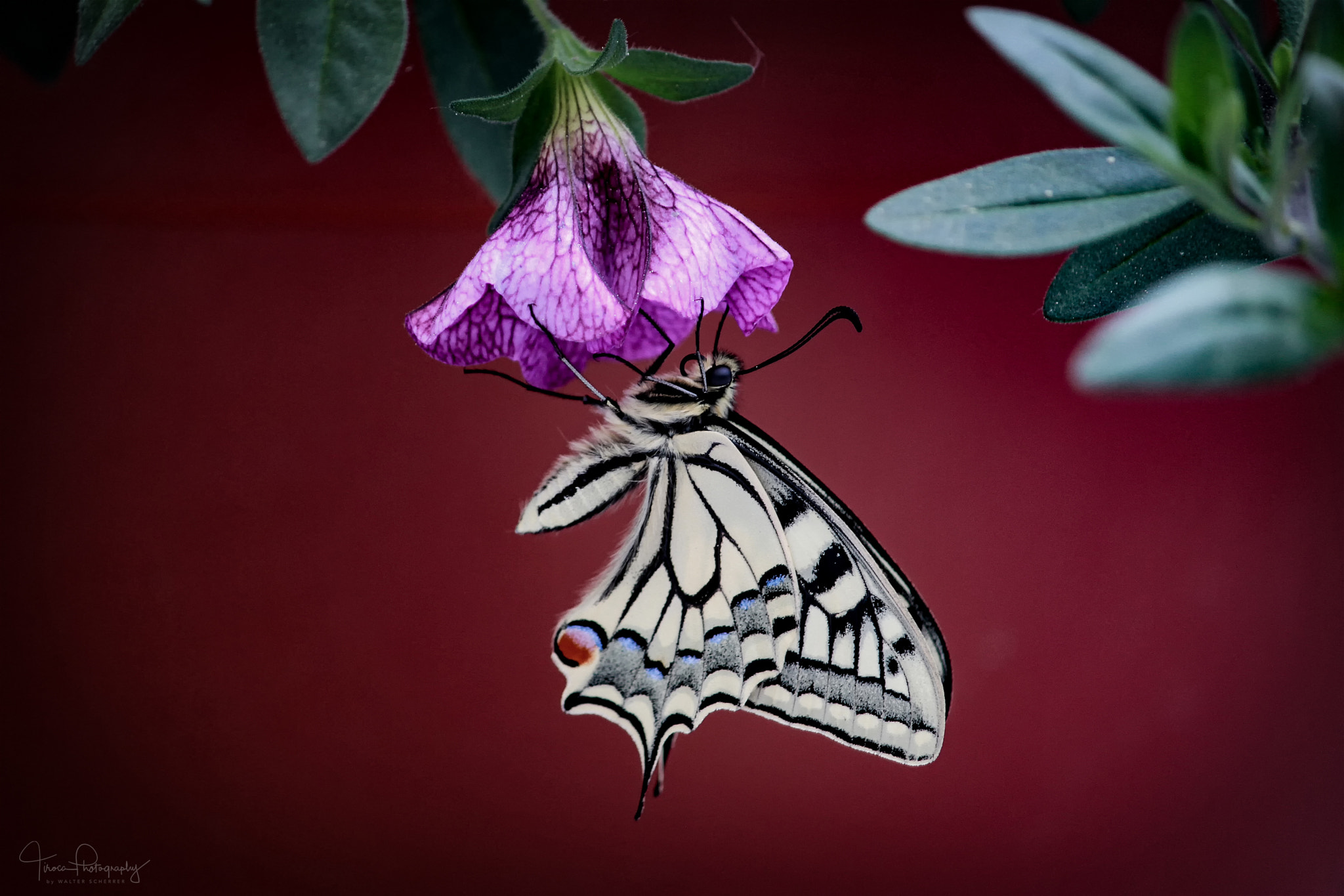 Canon EF-S 55-250mm F4-5.6 IS sample photo. Papilio machaon (schwalbenschwanz) photography