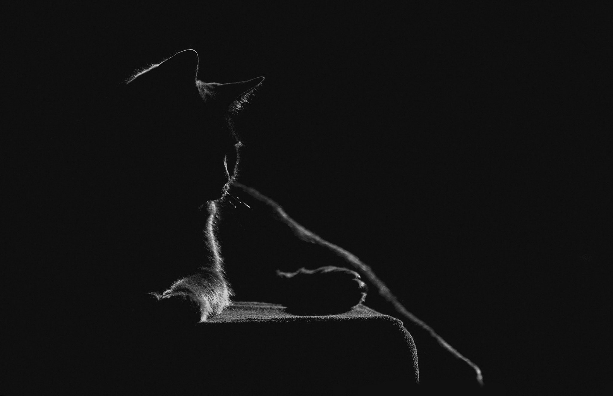 Canon EOS-1D Mark III sample photo. My artistic cat photography