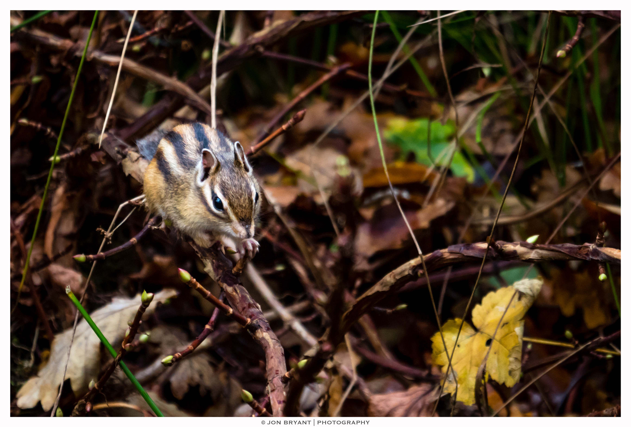 Panasonic Lumix DMC-GH4 + LEICA DG 100-400/F4.0-6.3 sample photo. Siberian chipmunk photography