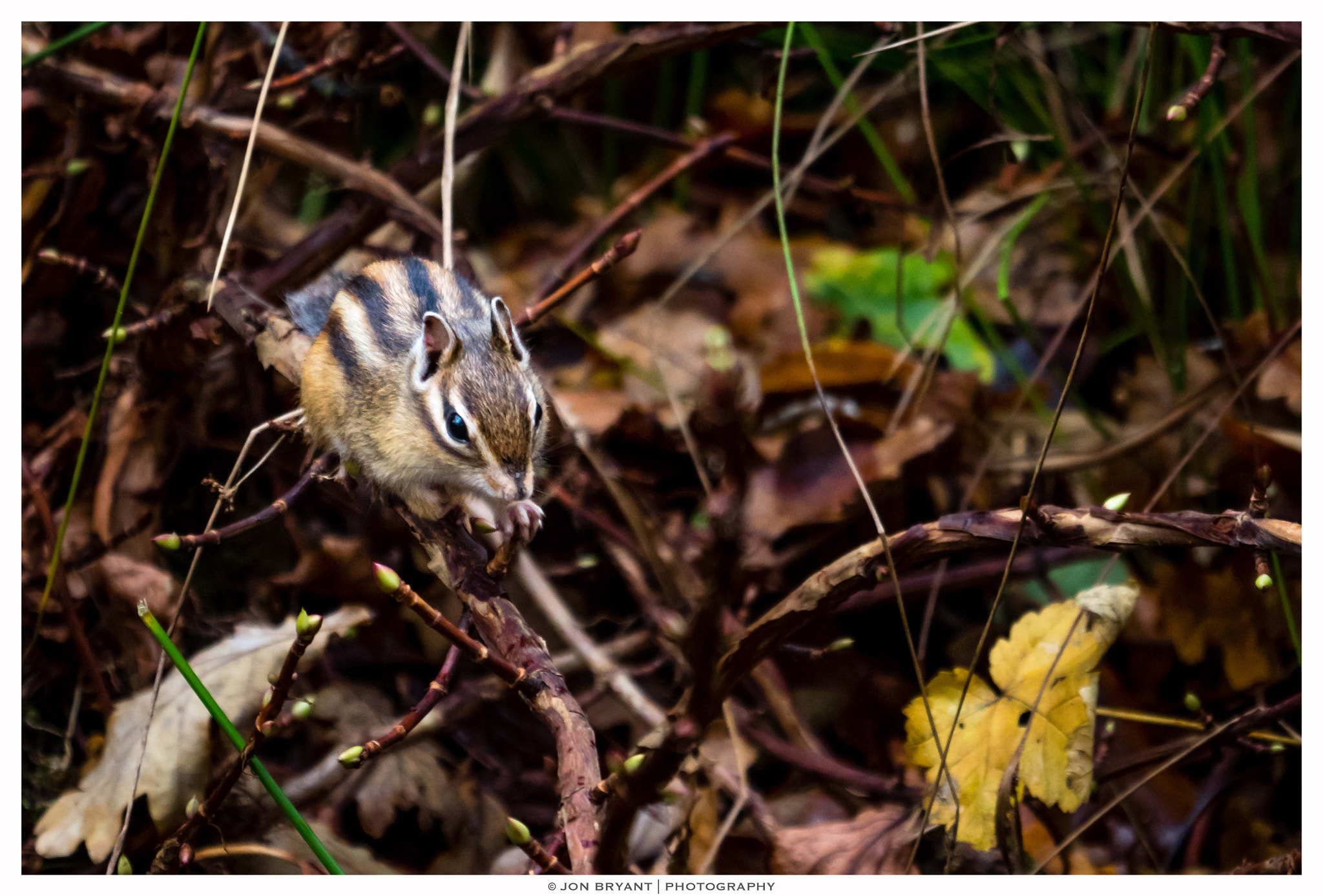 Panasonic Lumix DMC-GH4 sample photo. Siberian chipmunk photography