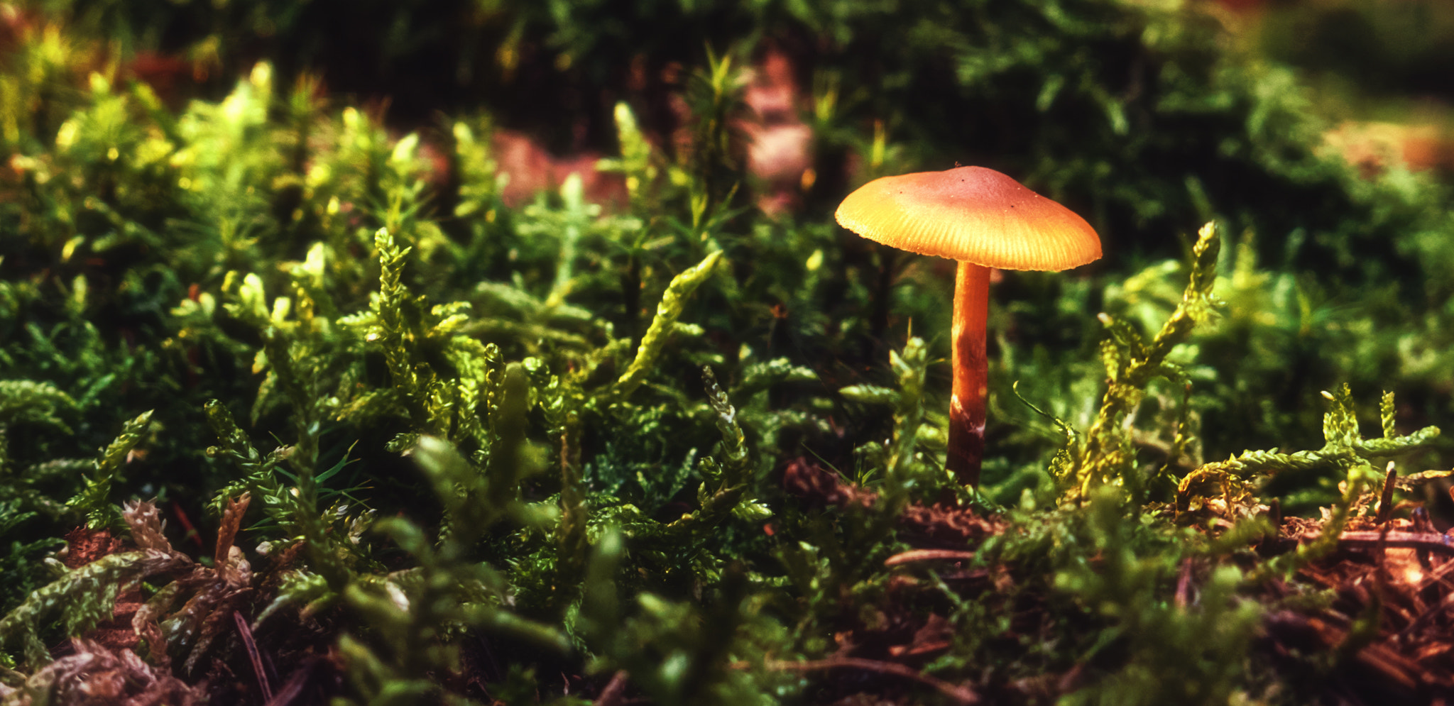 Panasonic Lumix DMC-GX85 (Lumix DMC-GX80 / Lumix DMC-GX7 Mark II) sample photo. "herbststimmung!" photography
