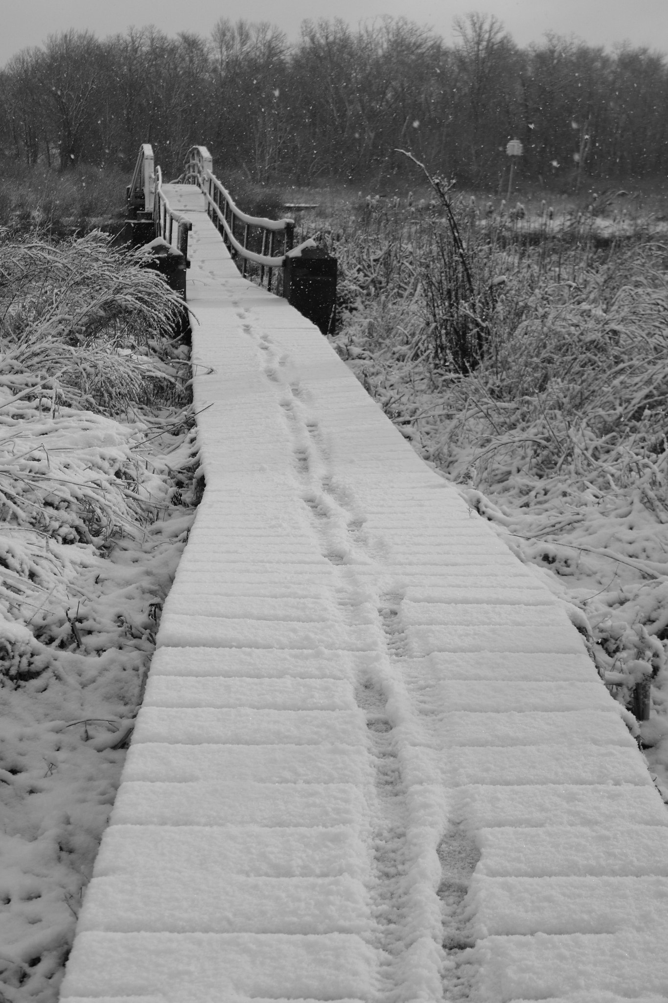 Canon EOS 750D (EOS Rebel T6i / EOS Kiss X8i) sample photo. The path of winter photography