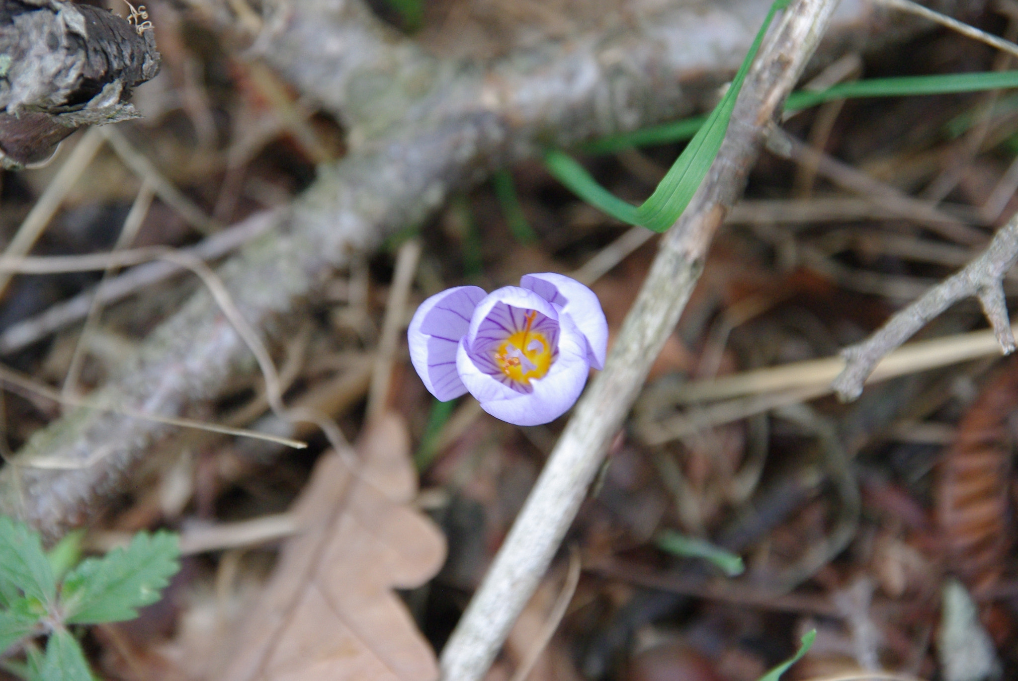 Pentax K-m (K2000) + Sigma 18-200mm F3.5-6.3 DC sample photo. So gentle :) photography