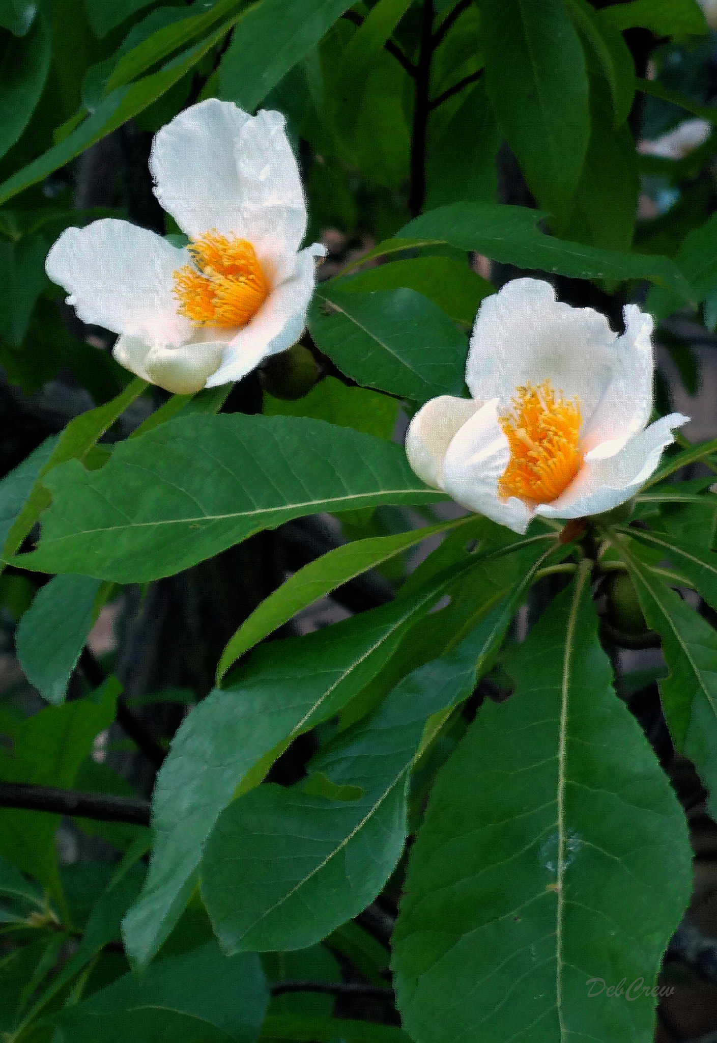 Sony DSC-WX10 sample photo. Tree flowers photography