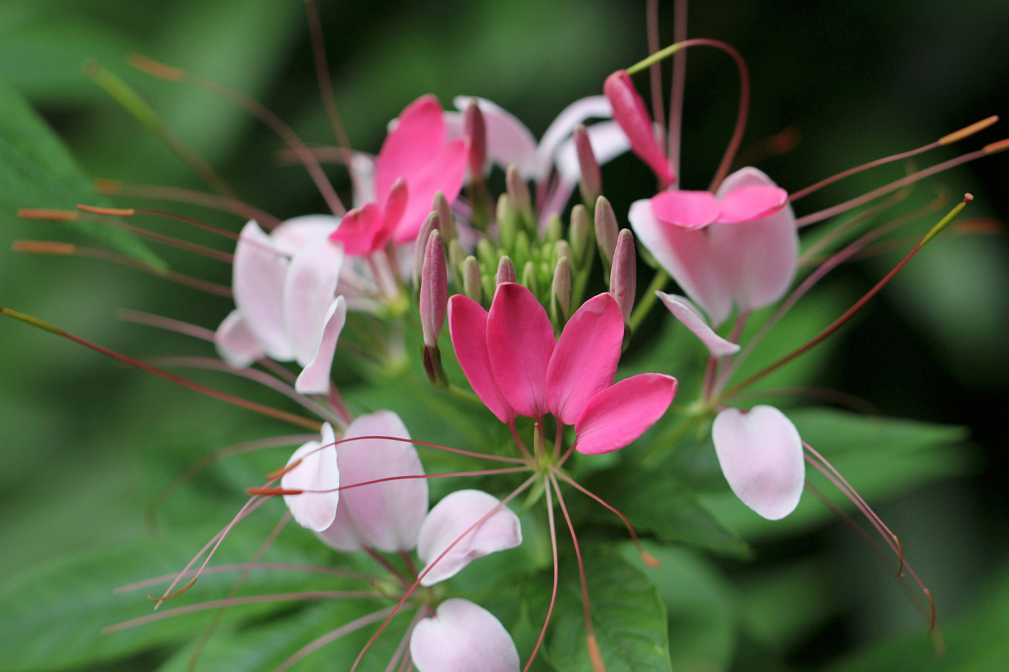Canon EF 100mm F2.8L Macro IS USM sample photo. Wonders of cleome photography