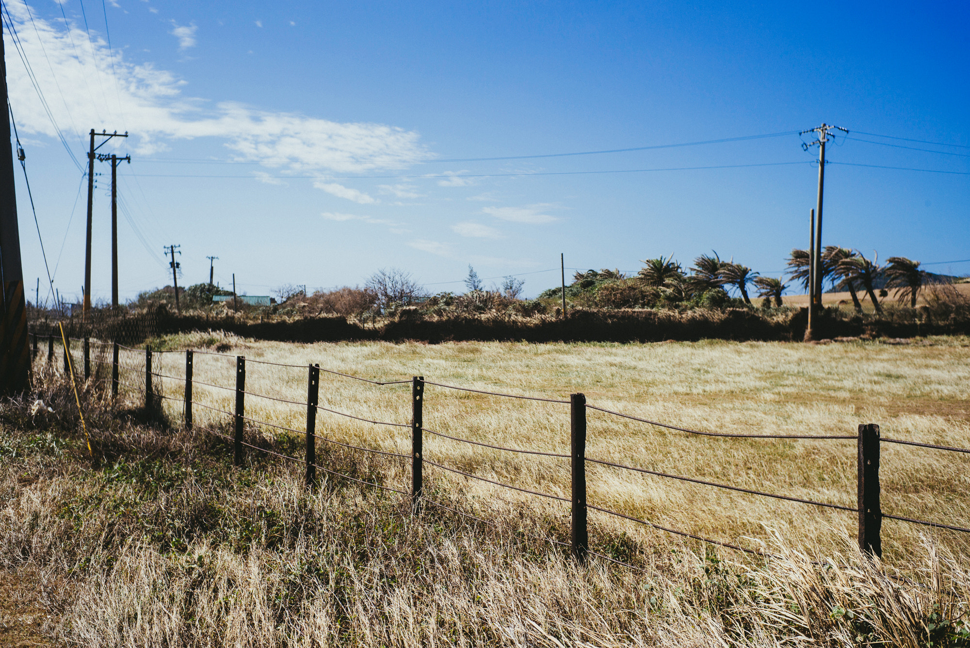 Noctilux-M 1:1.2/50 sample photo. Bbq photography