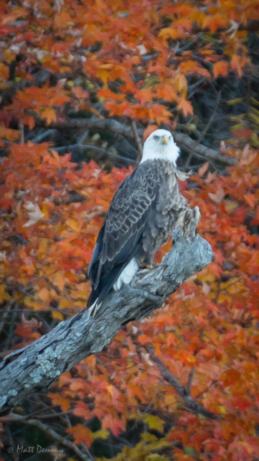 Sony FE 70-200mm F2.8 GM OSS sample photo. Watcher photography