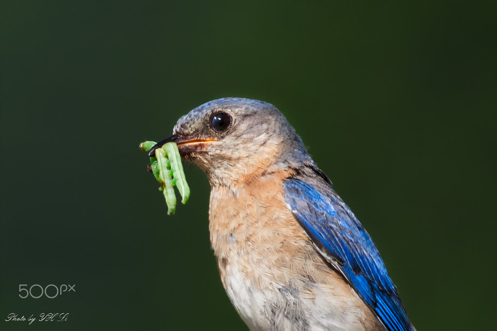 150-600mm F5-6.3 DG OS HSM | Sports 014 sample photo. Blue bird (5) photography