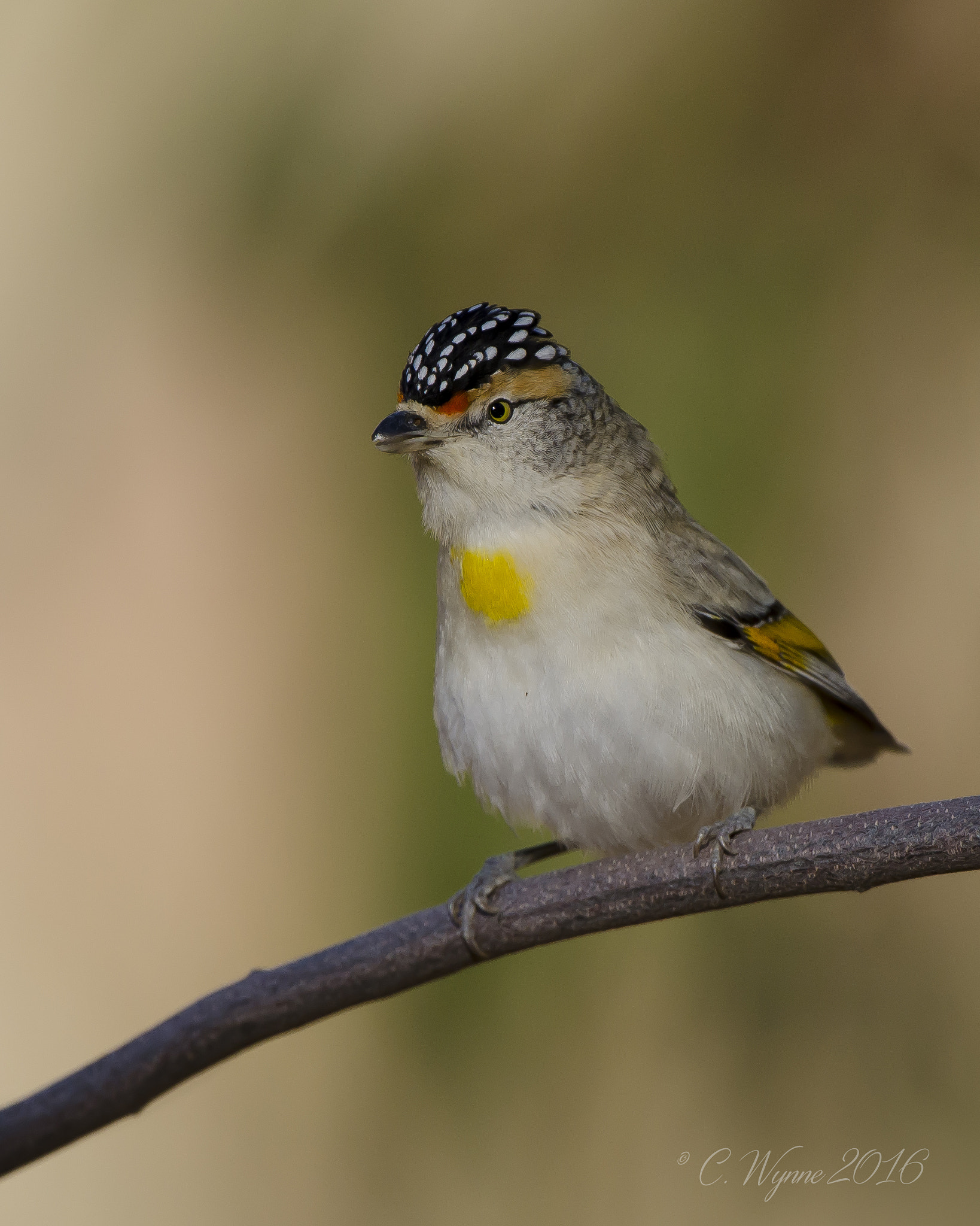 Nikon D7000 sample photo. Red-browed pardalote photography