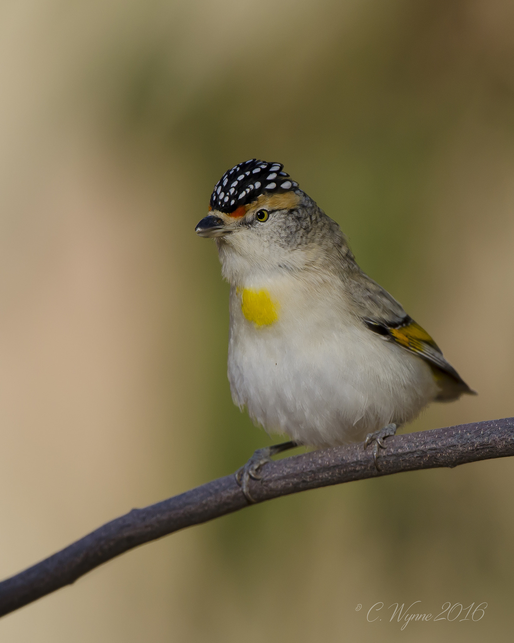 Nikon AF-S Nikkor 500mm F4G ED VR sample photo. Red-browed pardalote photography