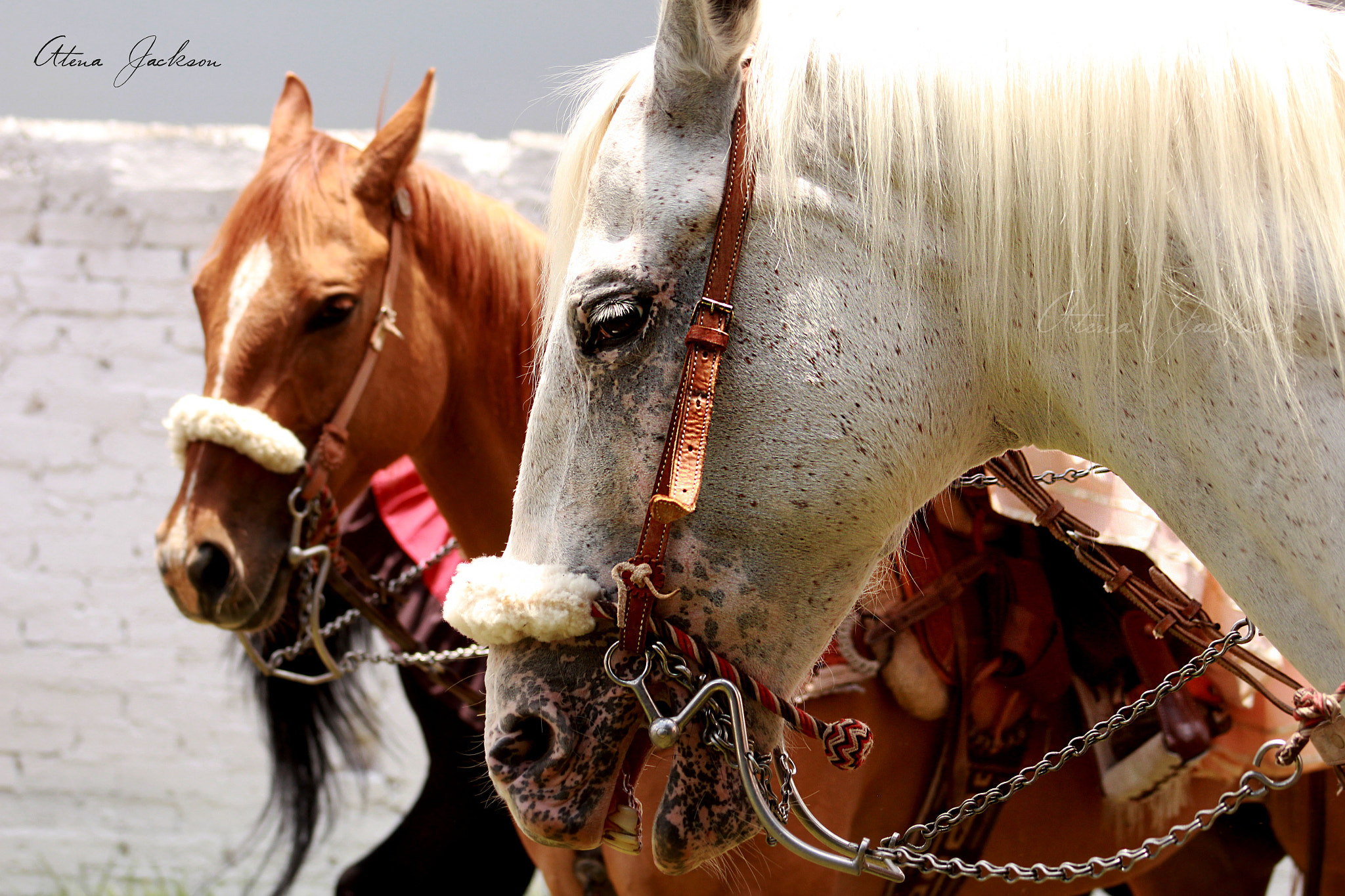 Canon EF 75-300mm f/4-5.6 USM sample photo. Horse photography
