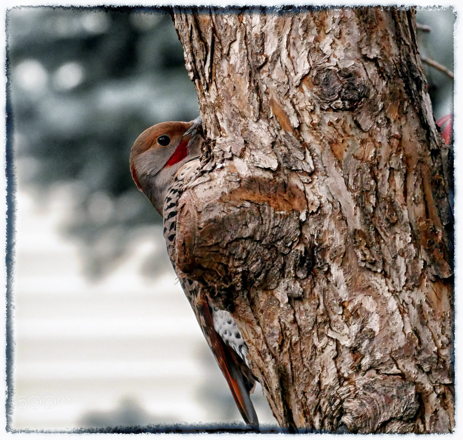 Panasonic Lumix DMC-GH4 + LEICA DG 100-400/F4.0-6.3 sample photo. Northern flicker photography