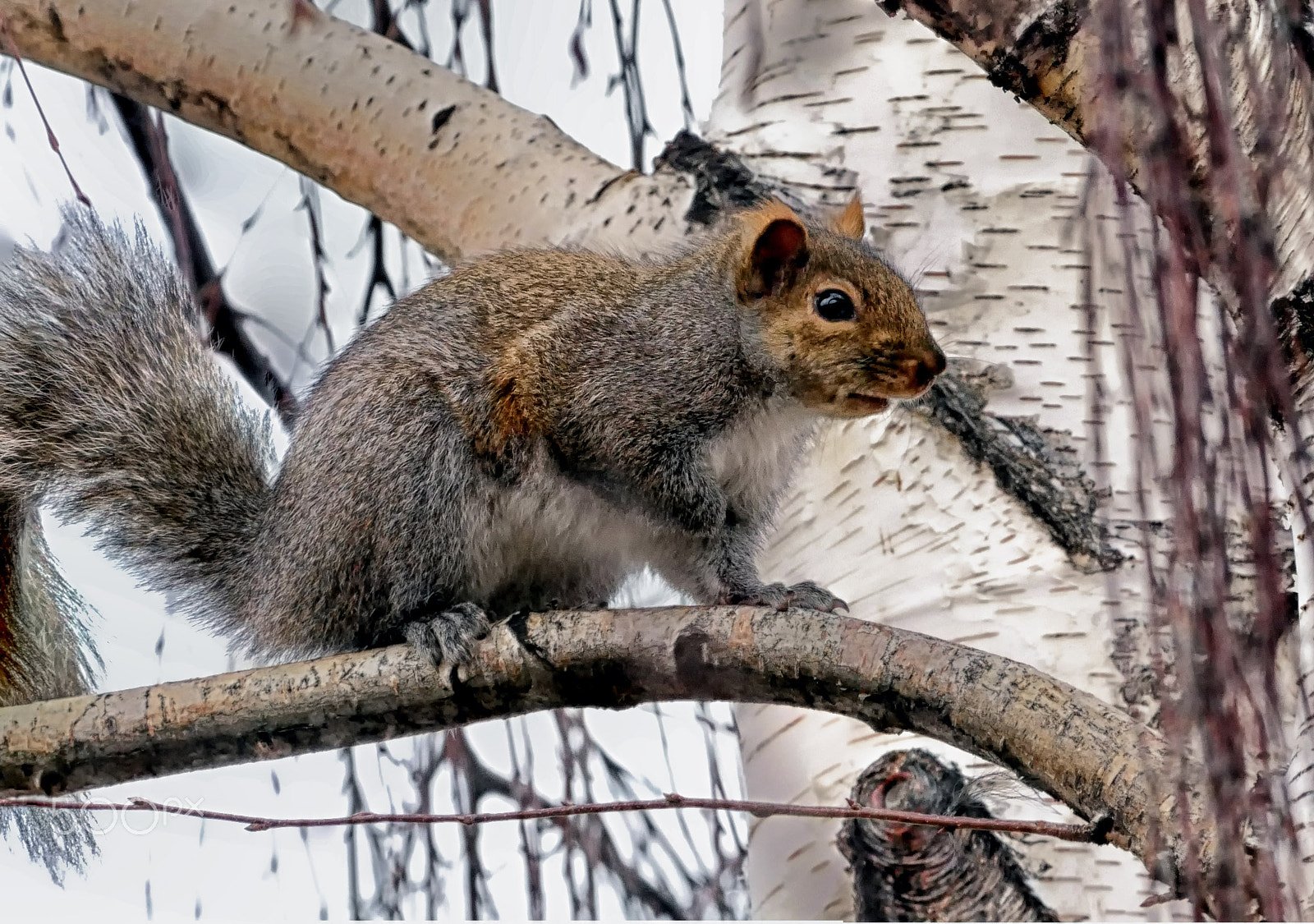 Panasonic Lumix DMC-GH4 + LEICA DG 100-400/F4.0-6.3 sample photo. Grey squirrel photography