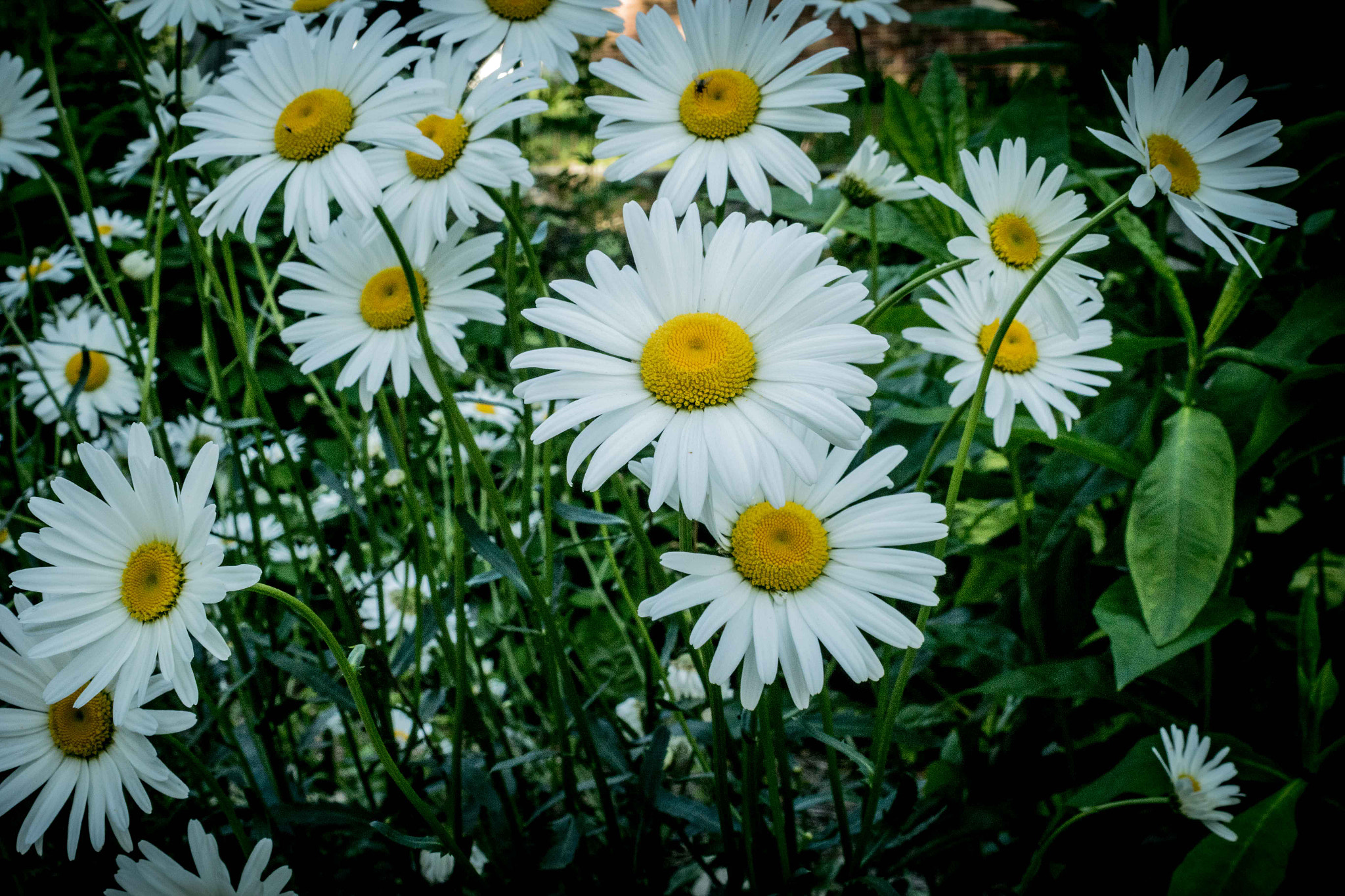 Canon EOS 7D Mark II sample photo. Daisies photography