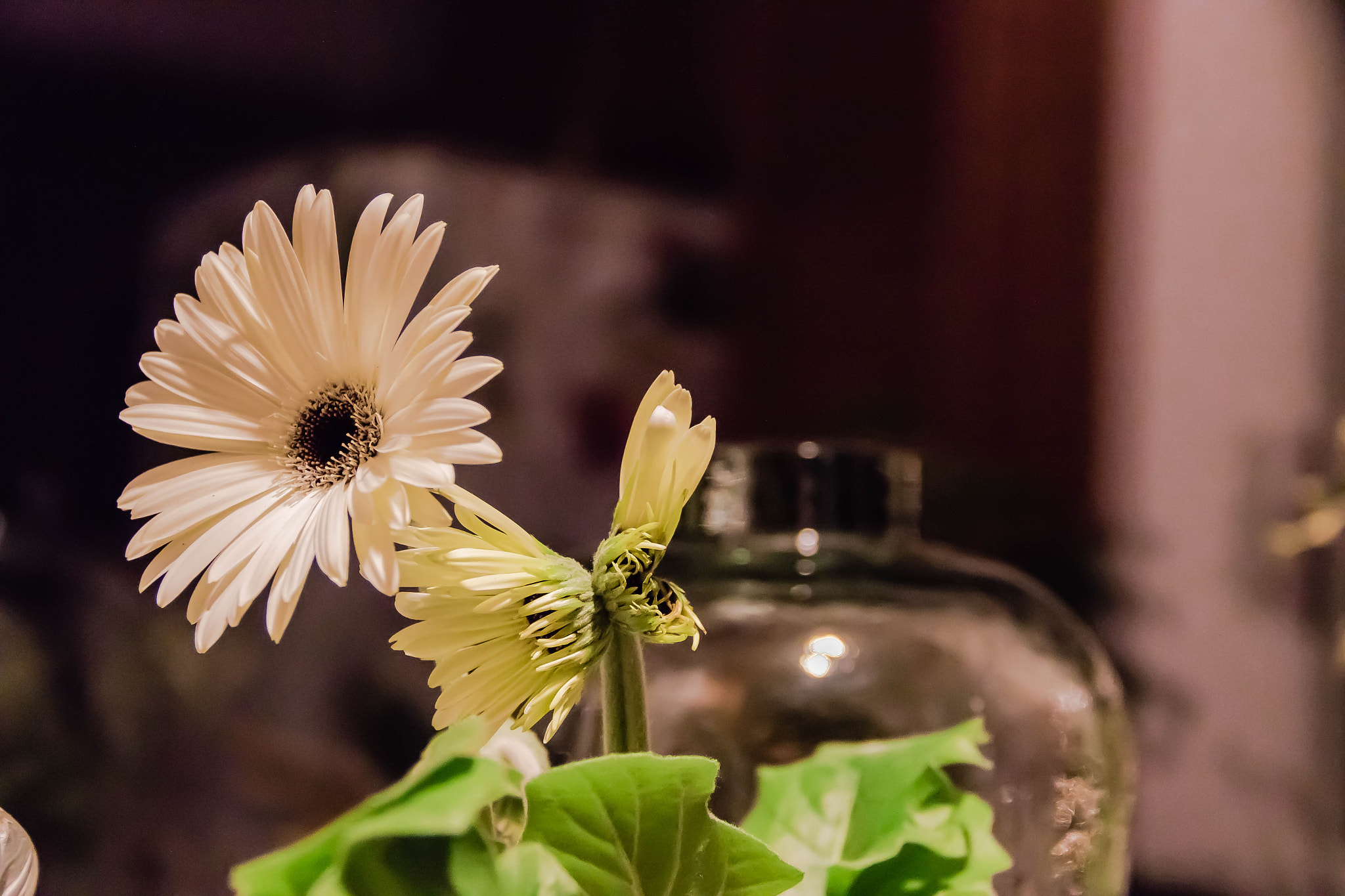 Canon EF-S 18-135mm F3.5-5.6 IS sample photo. House flower photography