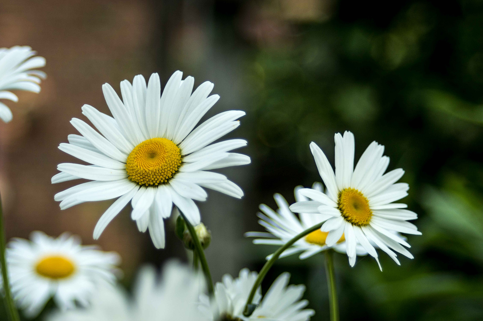 Canon EF 35-70mm f/3.5-4.5 sample photo. Joy photography