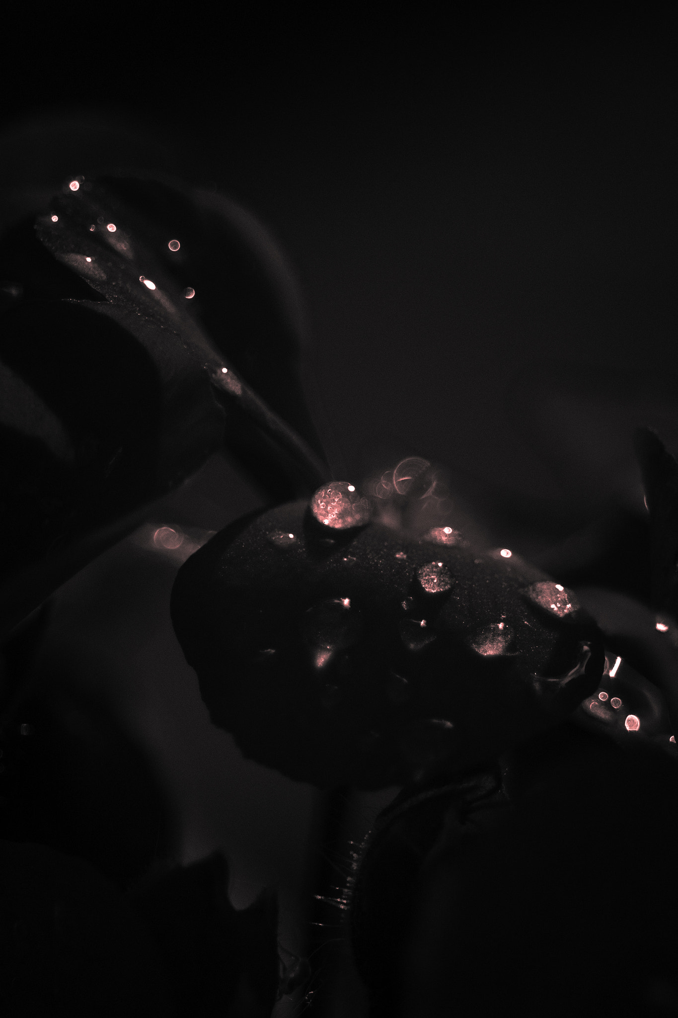 Canon EF 28-80mm f/3.5-5.6 USM sample photo. Diamonds photography