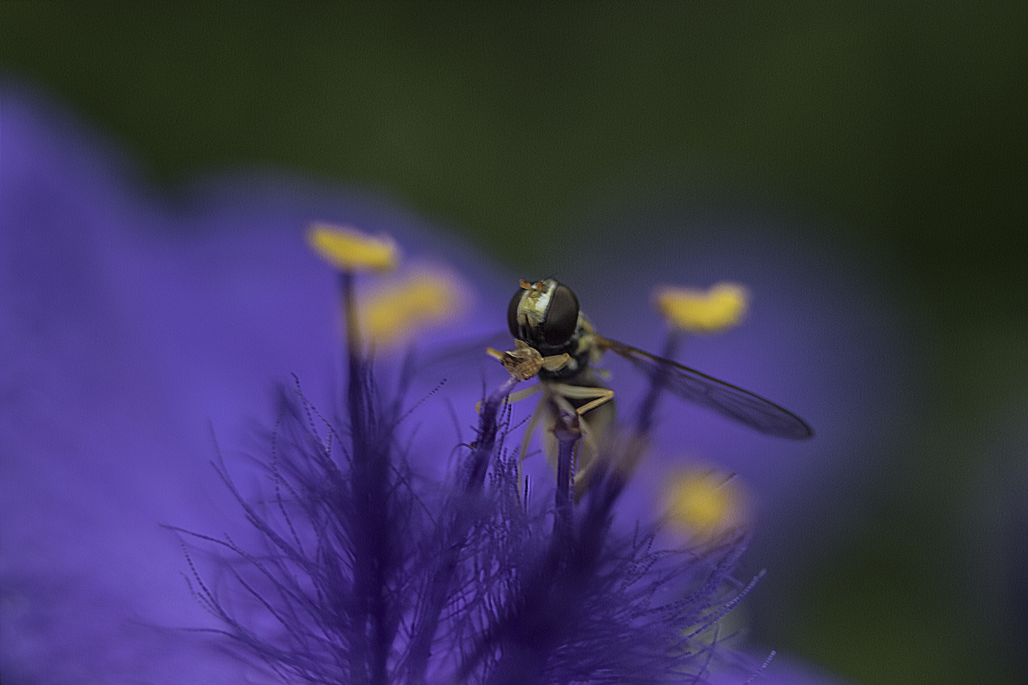 Canon EF 35-70mm f/3.5-4.5 sample photo. Buzz photography