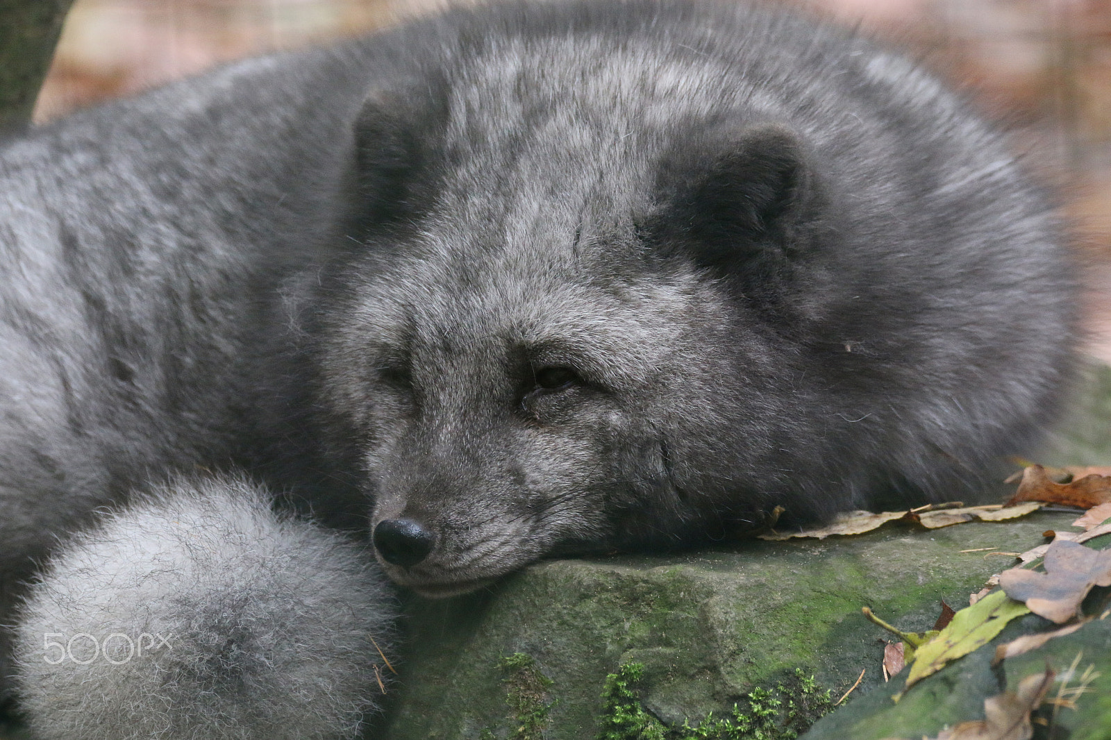 Sigma 150-600mm F5-6.3 DG OS HSM | C sample photo. Polar fox photography