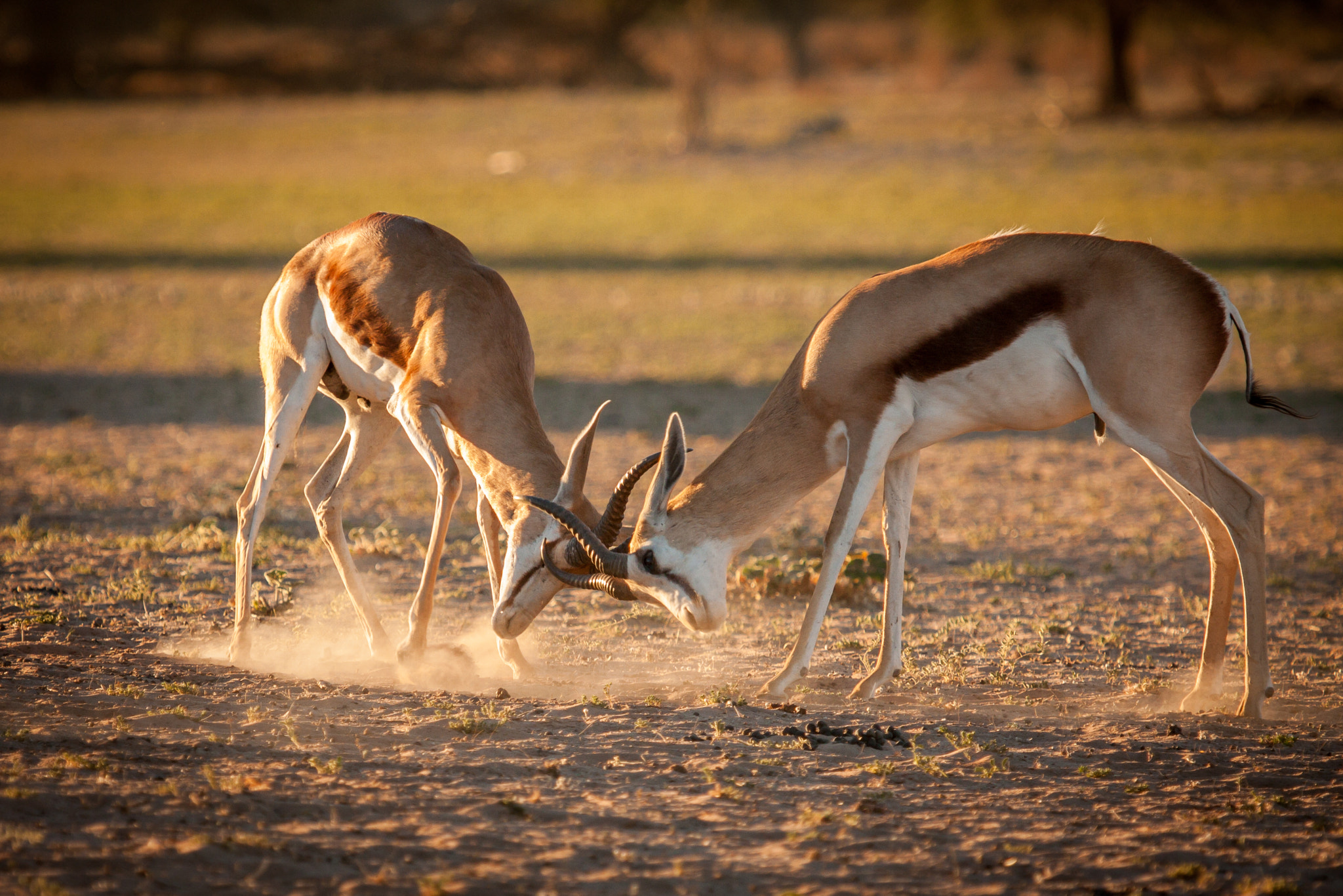 Canon EOS 40D + Canon EF 100-400mm F4.5-5.6L IS USM sample photo. Fighting springbuck photography
