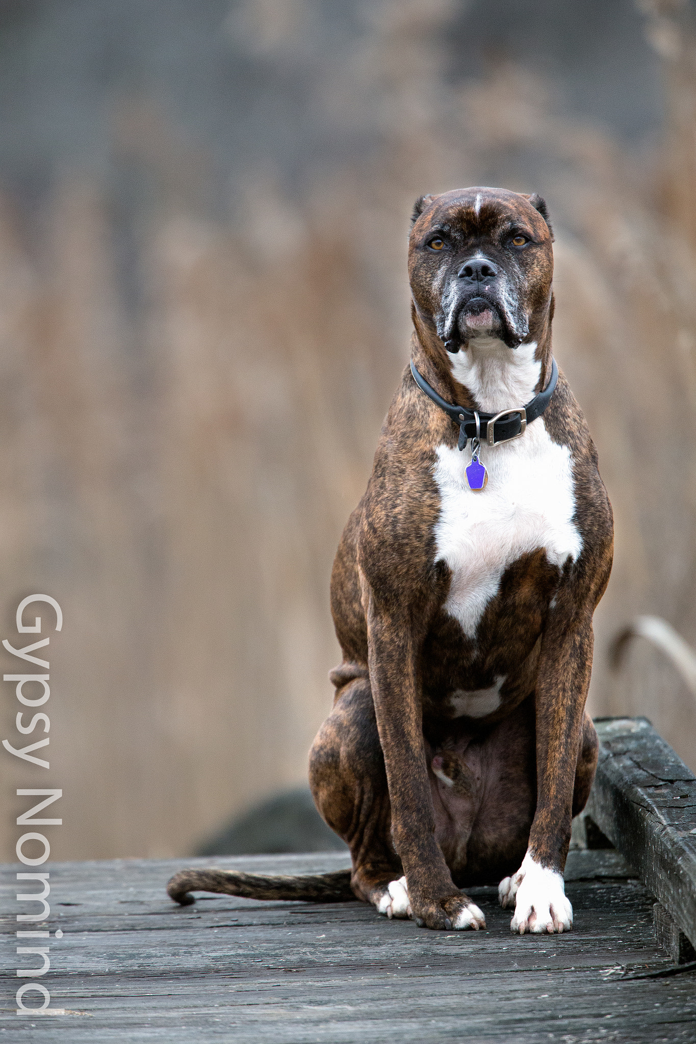 Canon EF 500mm F4L IS USM sample photo. Khaos photography