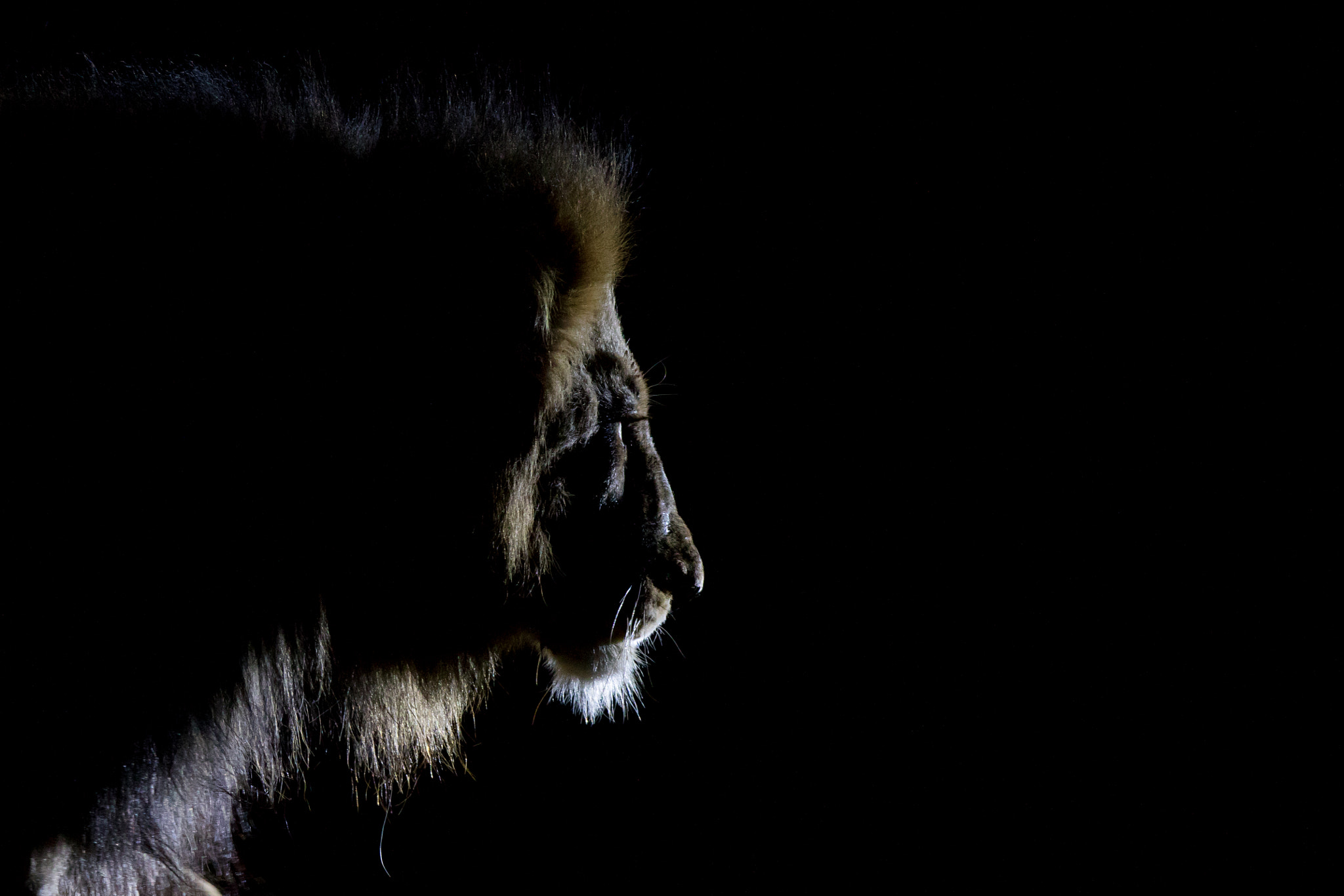 Canon EF 300mm F2.8L IS USM sample photo. Lion at night photography