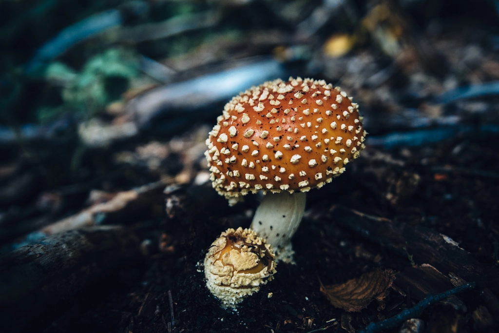 Toadstool by Yusun Chung on 500px.com