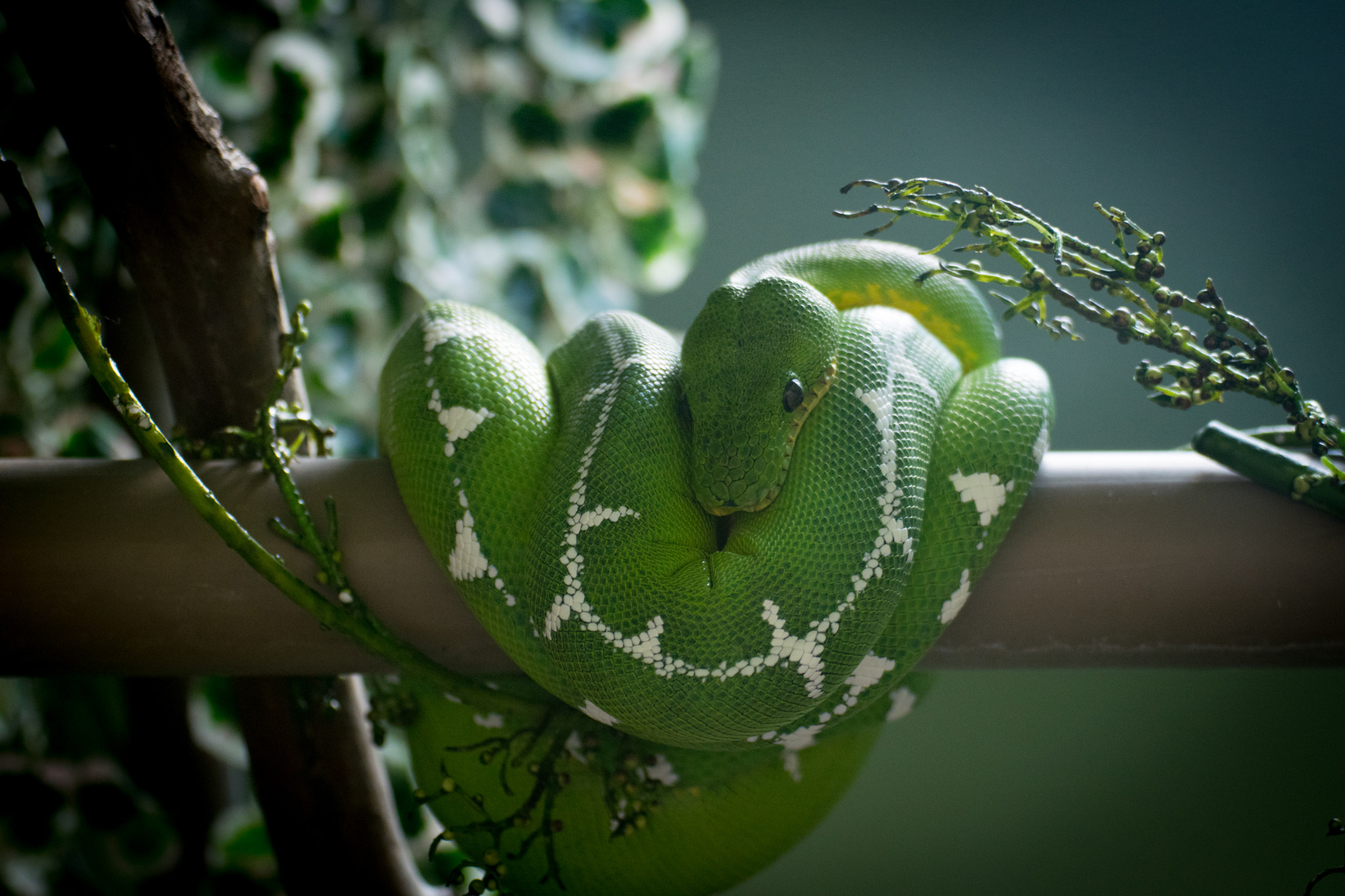 Green Snake