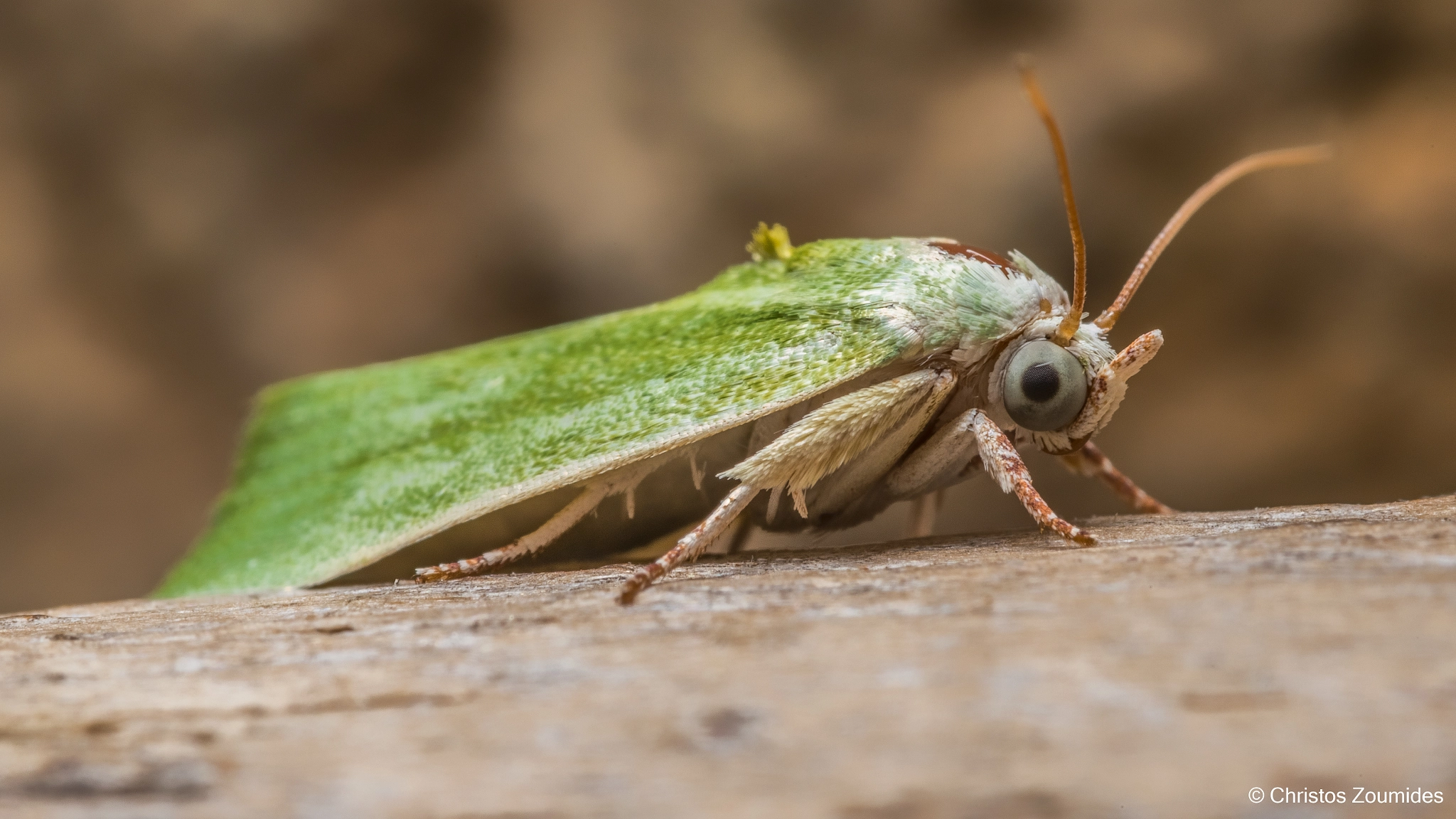 Watchful moth