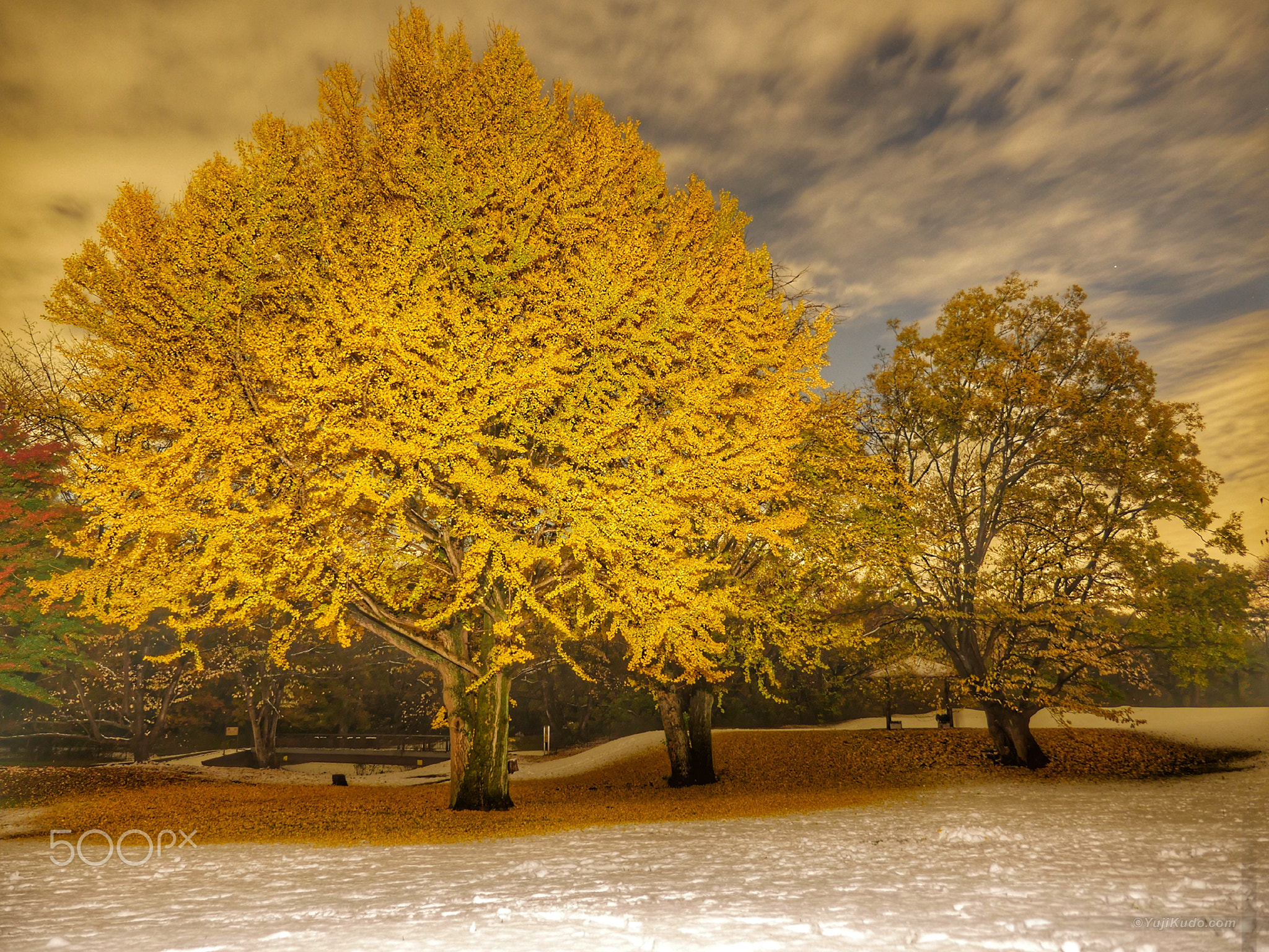 Autumn Gold Ginkgo and Snow in Tokyo